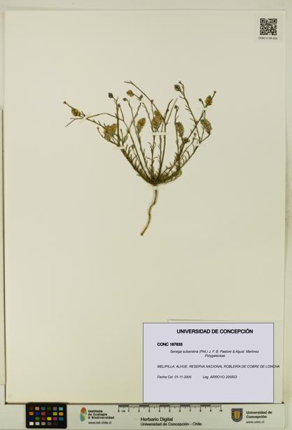 Senega subandina [Espécimen: UDEC:CONC:0187833]