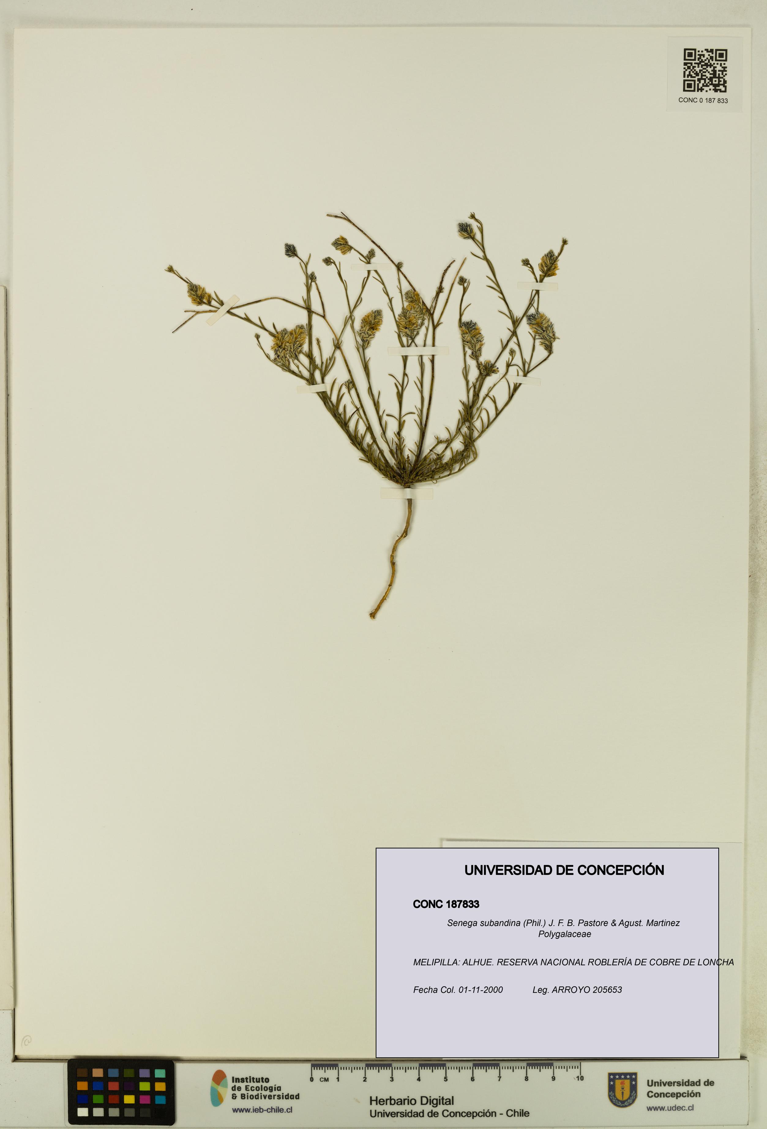 Senega subandina [Espécimen: UDEC:CONC:0187833]