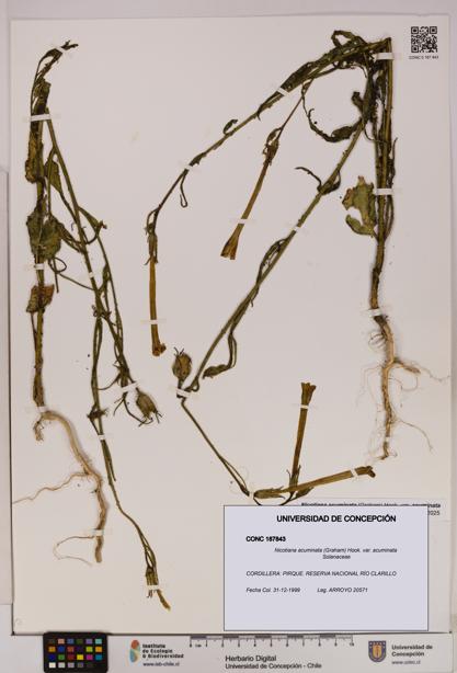 Nicotiana acuminata [Espécimen: UDEC:CONC:0187843]
