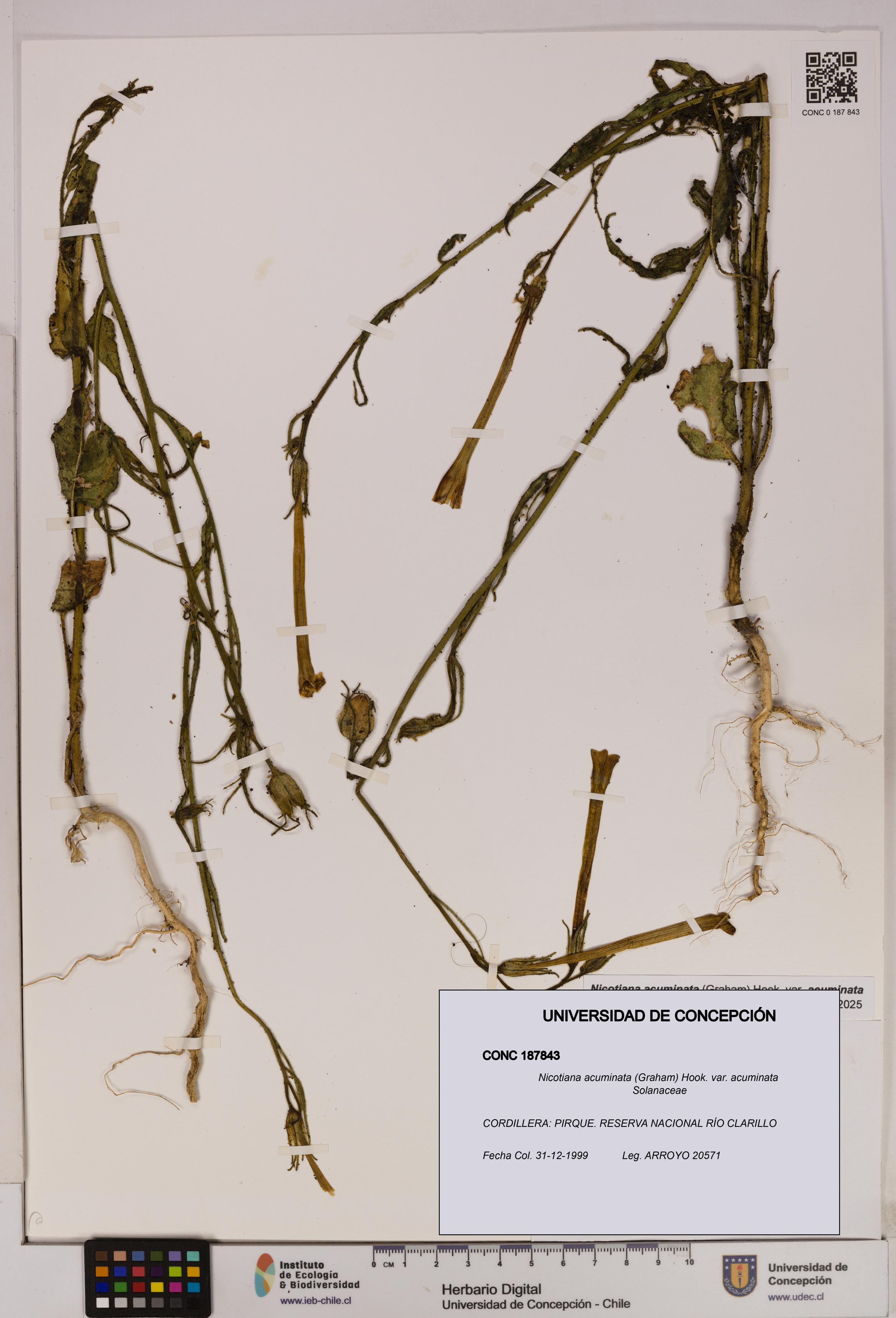 Nicotiana acuminata [Espécimen: UDEC:CONC:0187843]