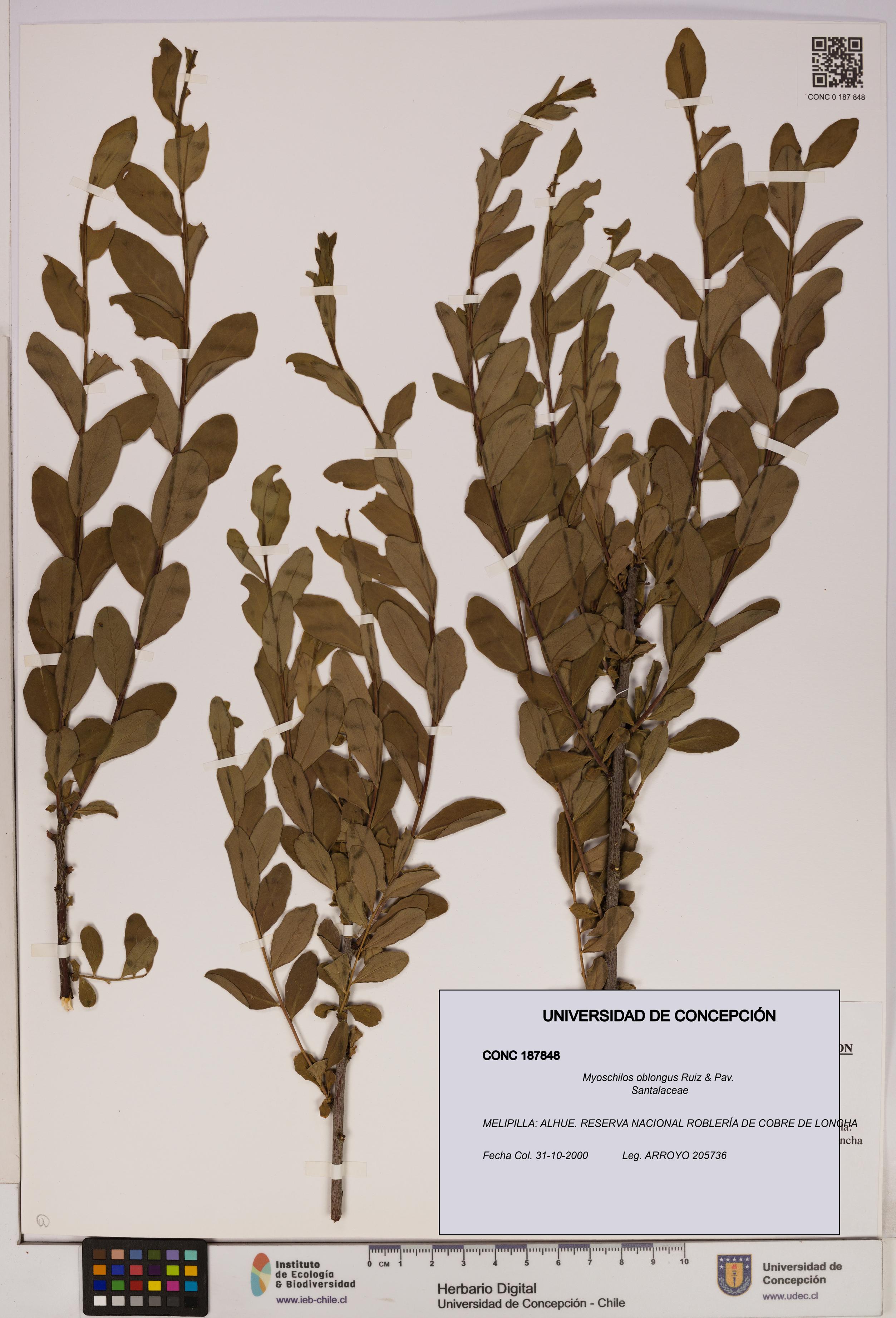 Myoschilos oblongus [Espécimen: UDEC:CONC:0187848]