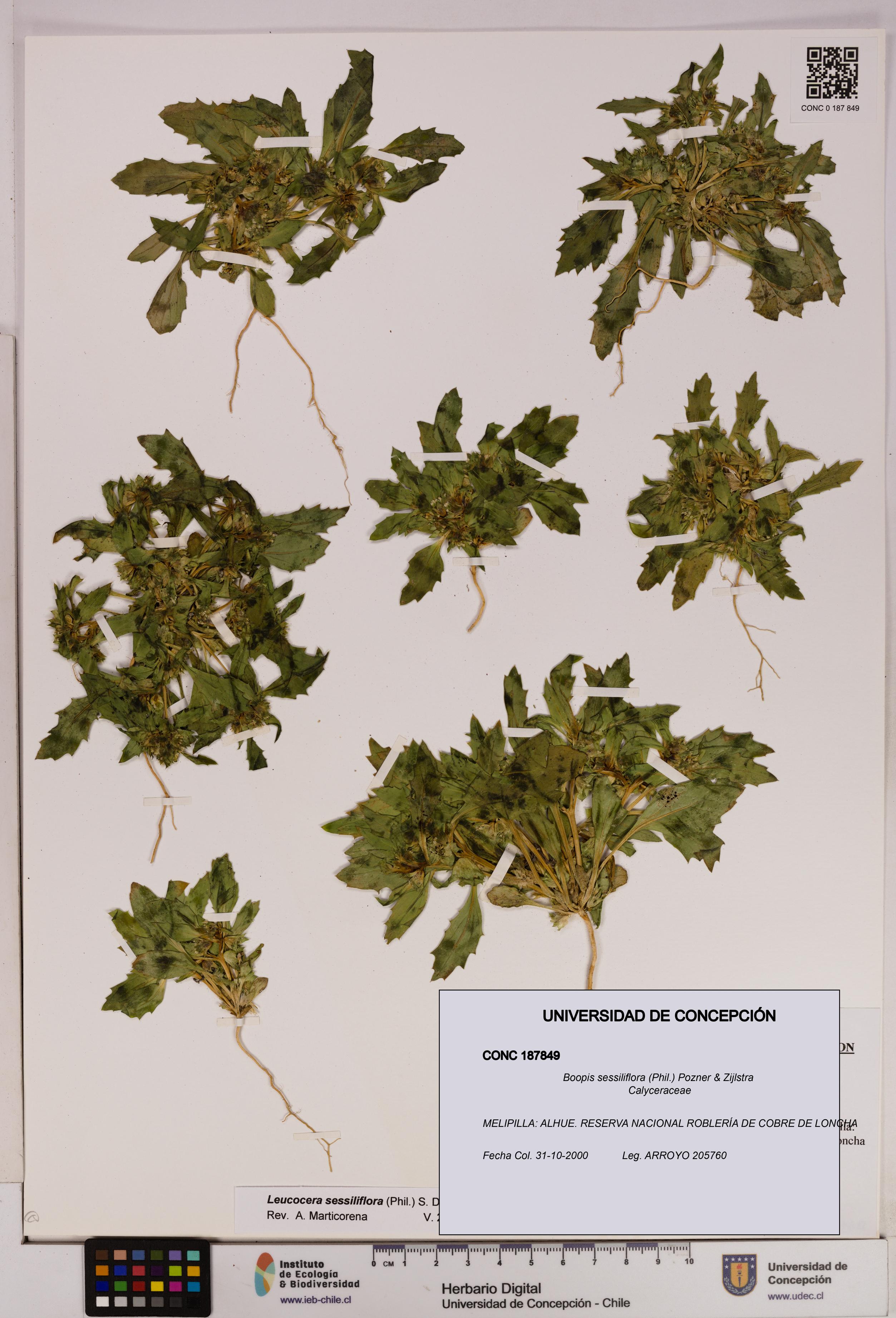 Boopis sessiliflora [Espécimen: UDEC:CONC:0187849]