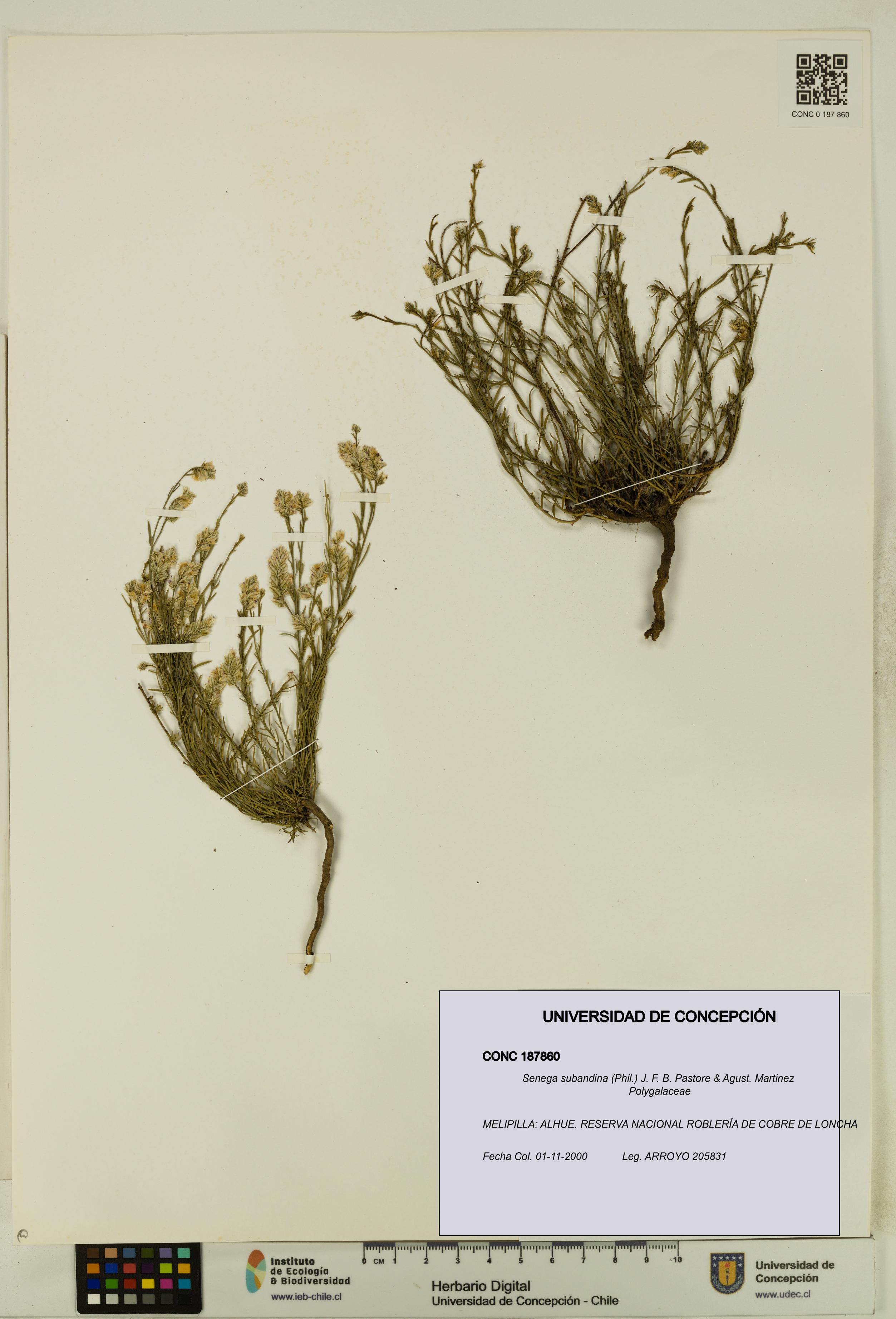 Senega subandina [Espécimen: UDEC:CONC:0187860]