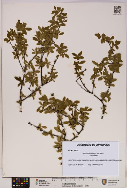 Myoschilos oblongus [Espécimen: UDEC:CONC:0187871]