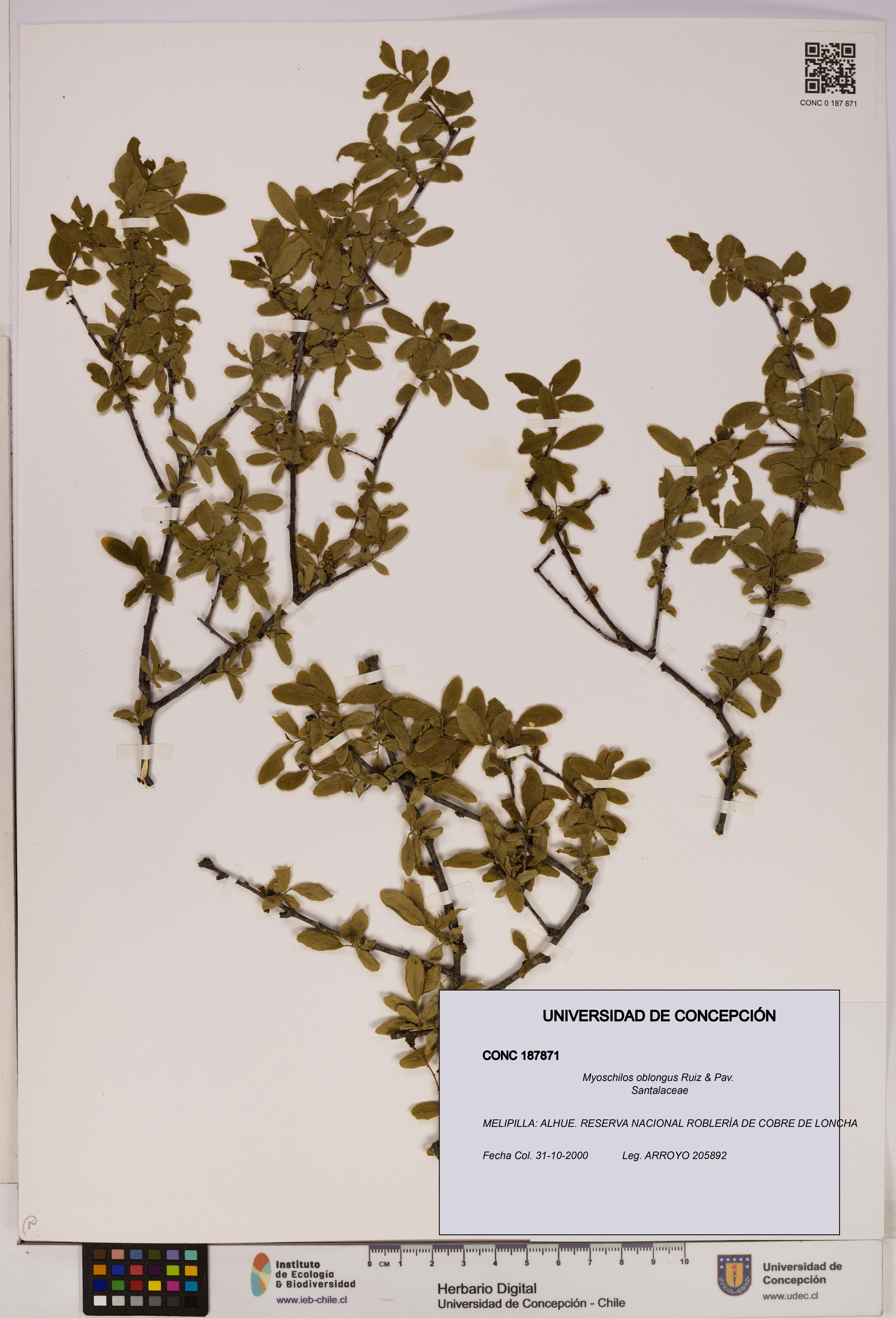 Myoschilos oblongus [Espécimen: UDEC:CONC:0187871]