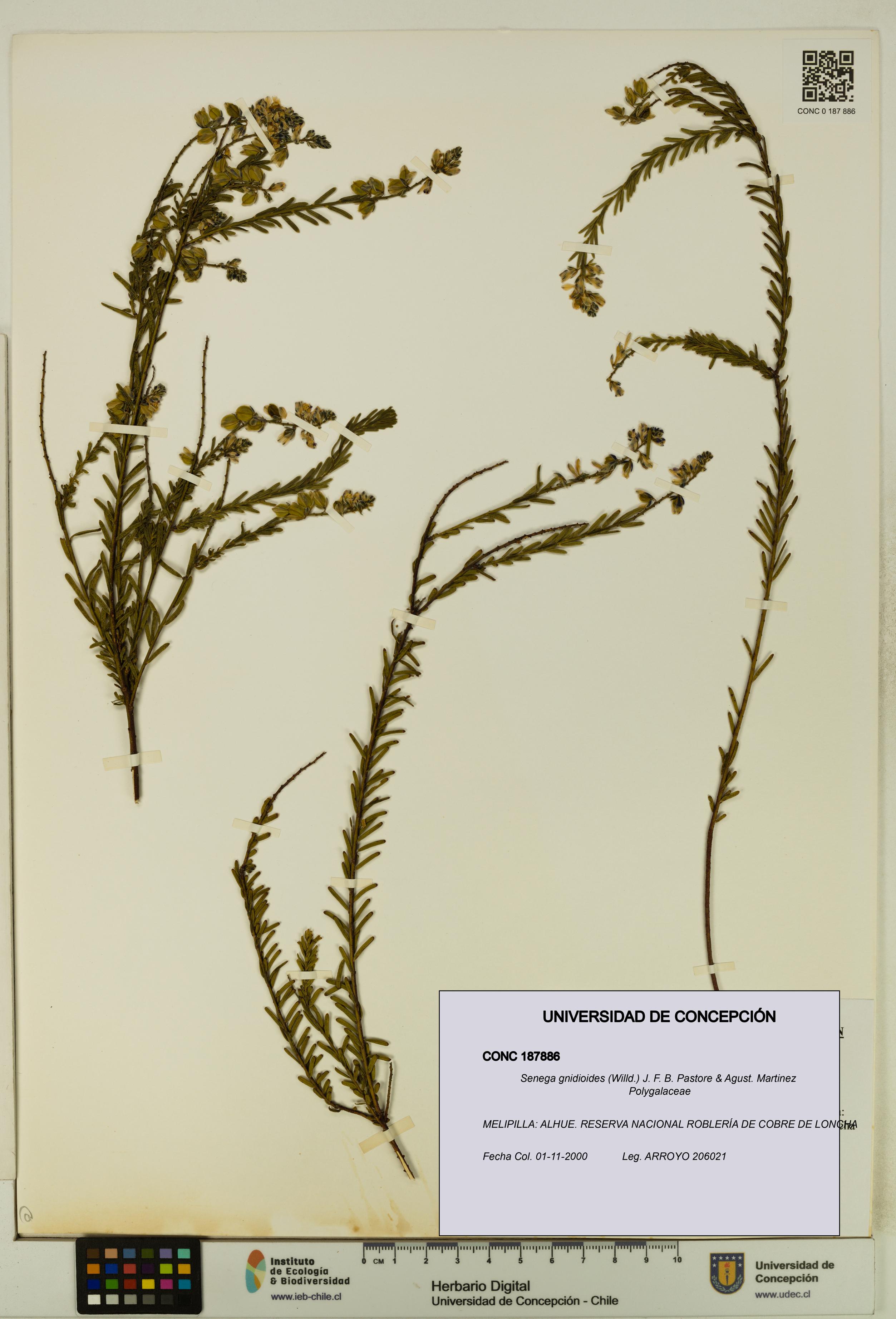 Senega gnidioides [Espécimen: UDEC:CONC:0187886]