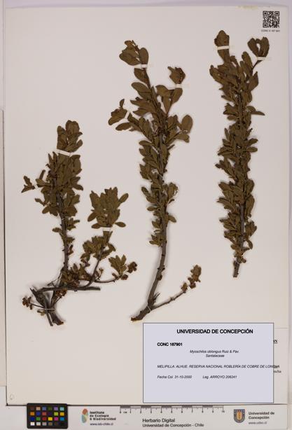 Myoschilos oblongus [Espécimen: UDEC:CONC:0187901]