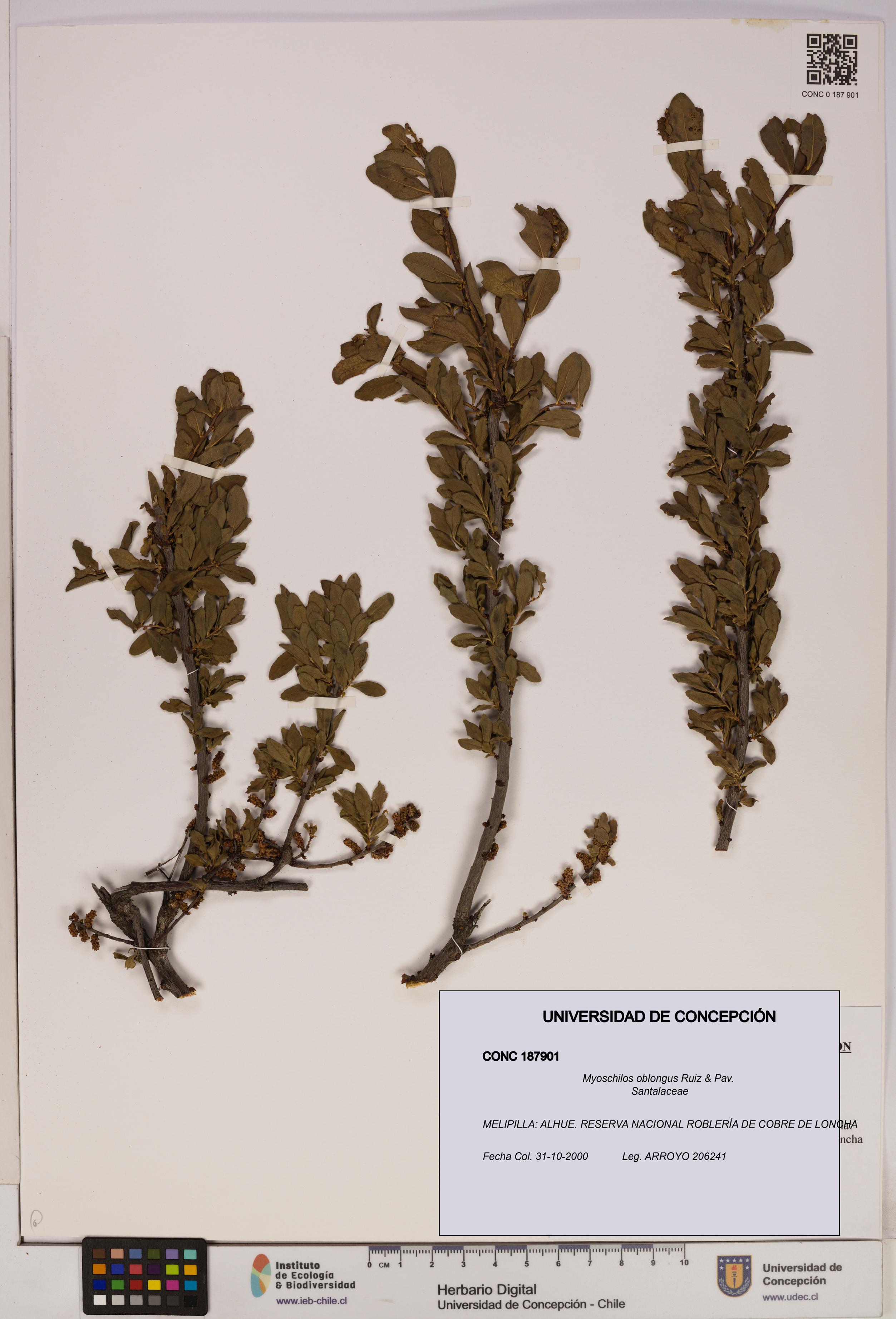 Myoschilos oblongus [Espécimen: UDEC:CONC:0187901]