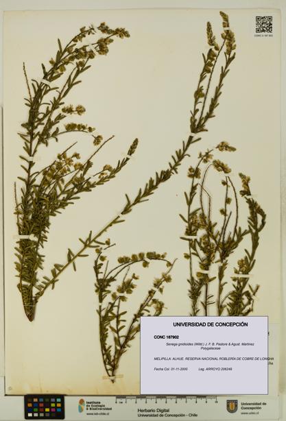 Senega gnidioides [Espécimen: UDEC:CONC:0187902]