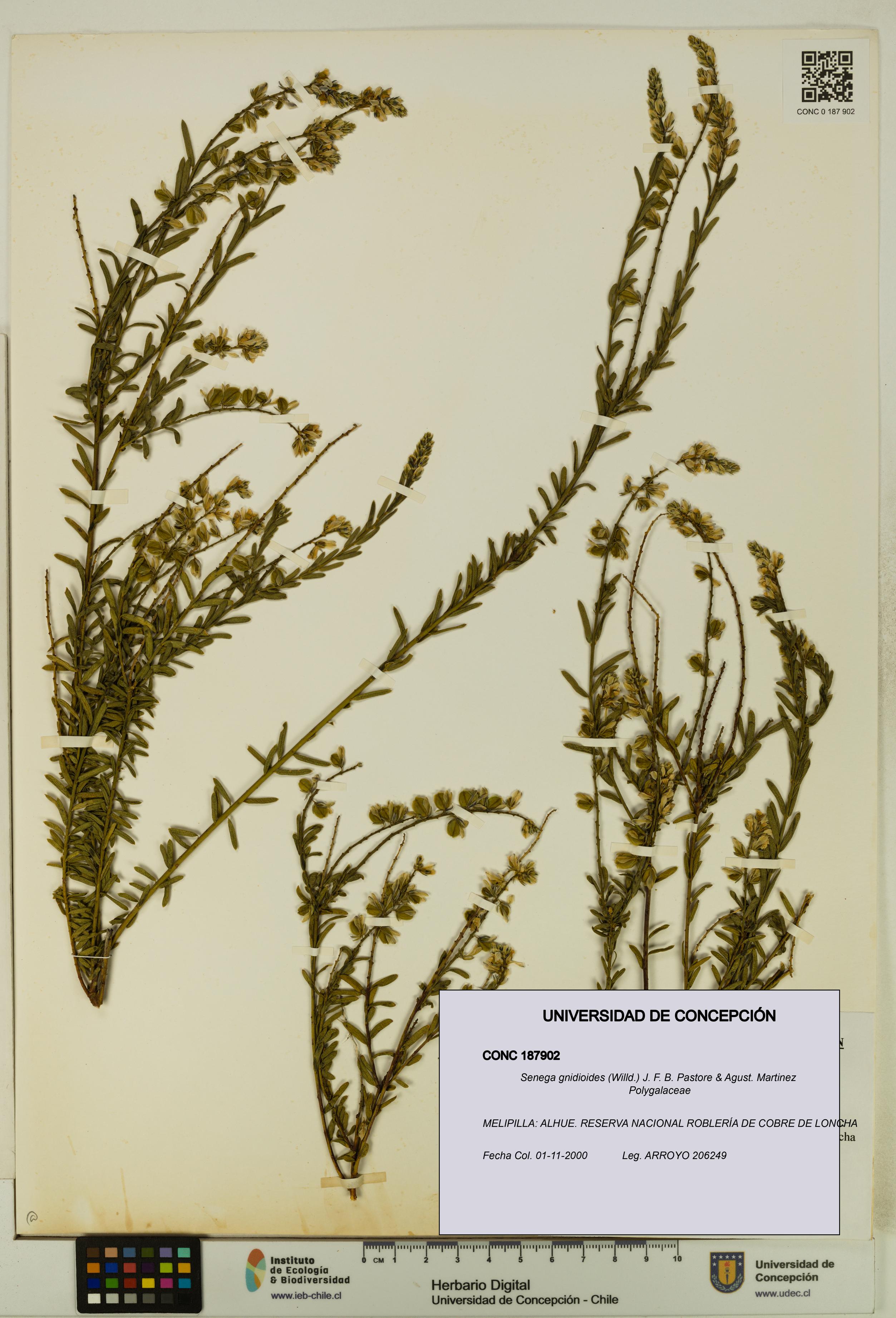 Senega gnidioides [Espécimen: UDEC:CONC:0187902]