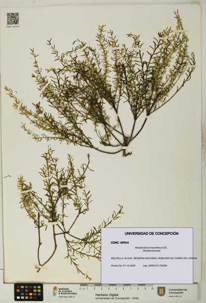 Misodendrum linearifolium [Espécimen: UDEC:CONC:0187914]