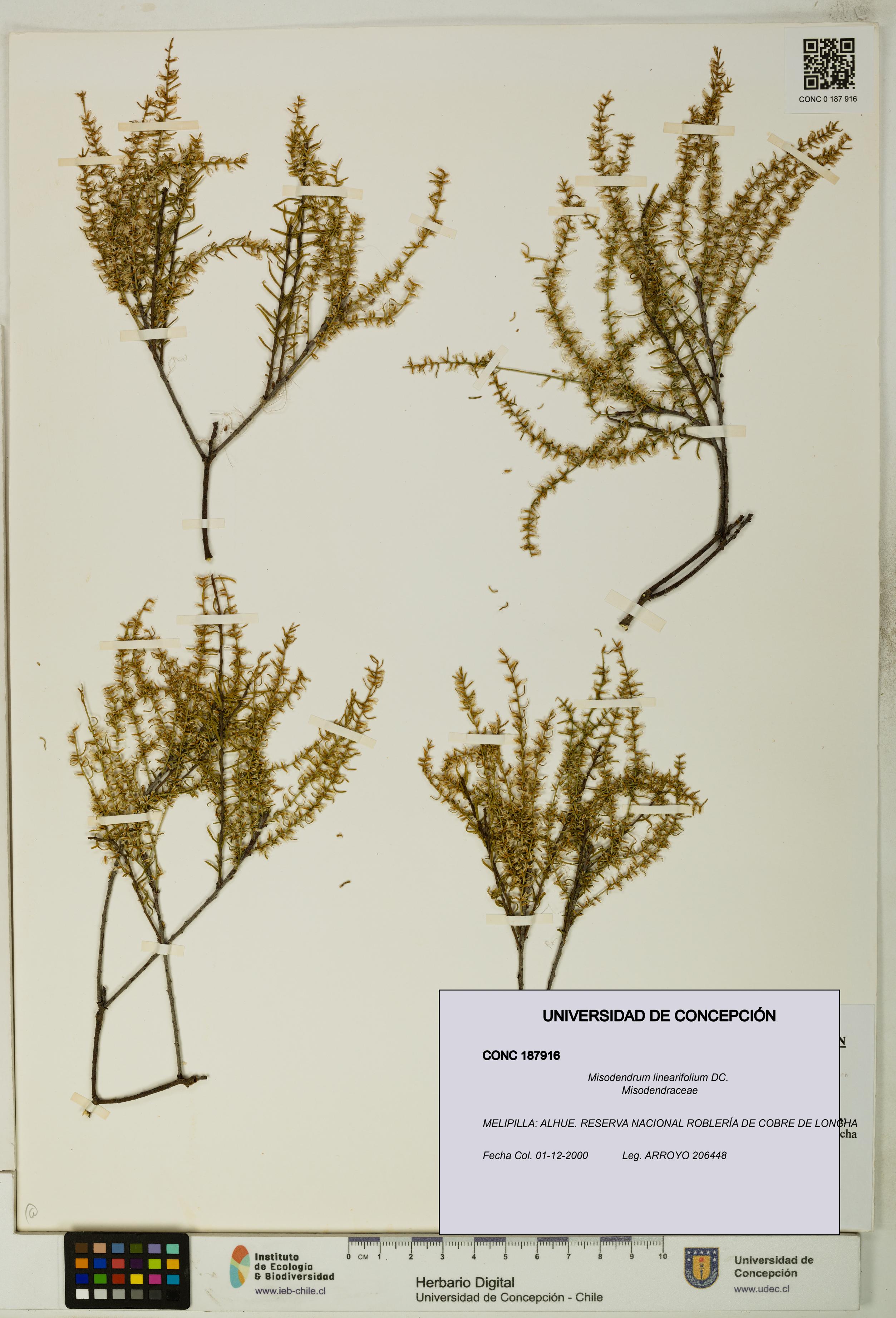 Misodendrum linearifolium [Espécimen: UDEC:CONC:0187916]