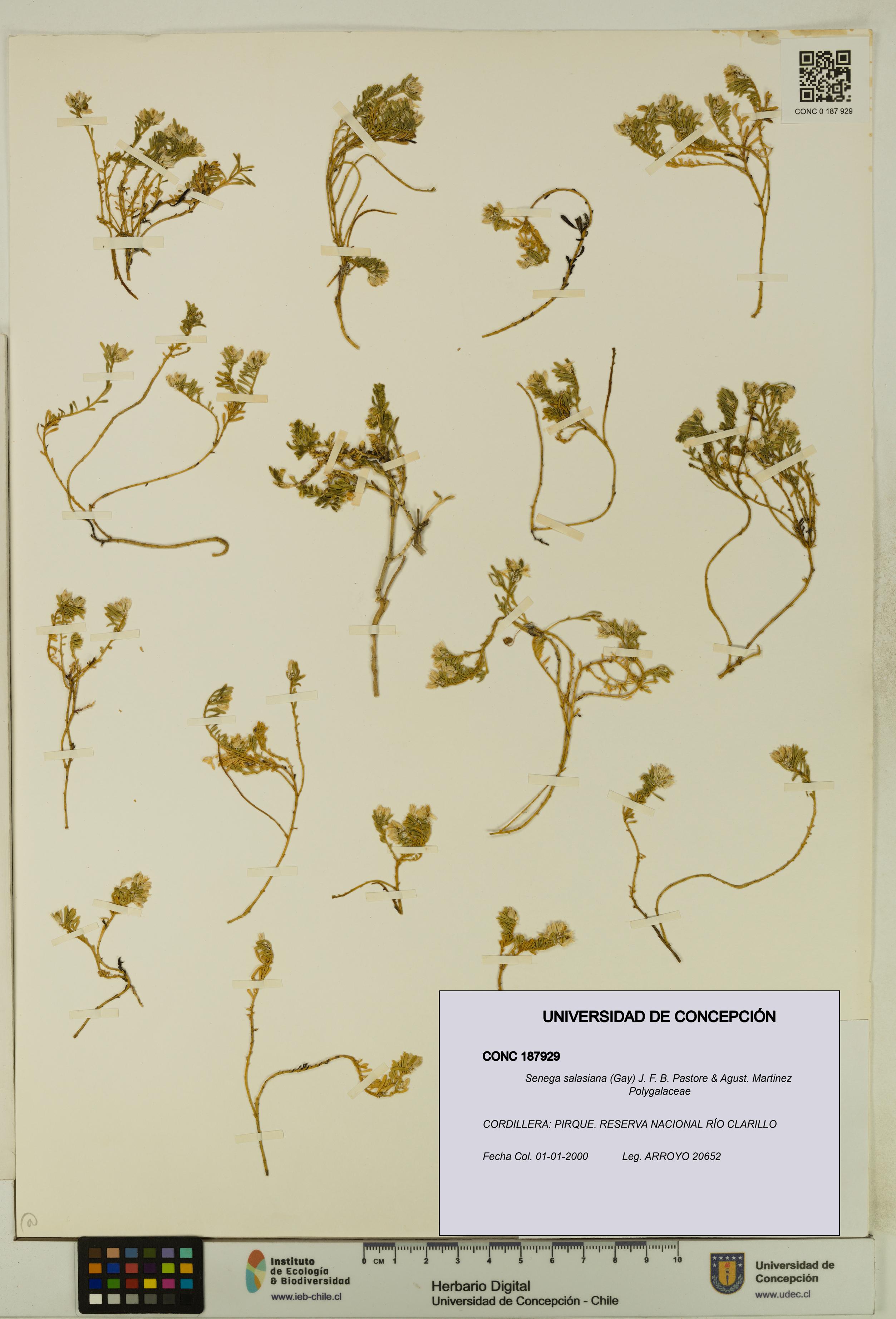 Senega salasiana [Espécimen: UDEC:CONC:0187929]