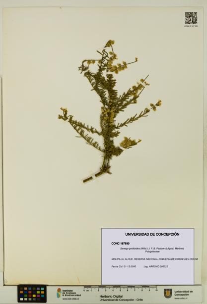 Senega gnidioides [Espécimen: UDEC:CONC:0187930]