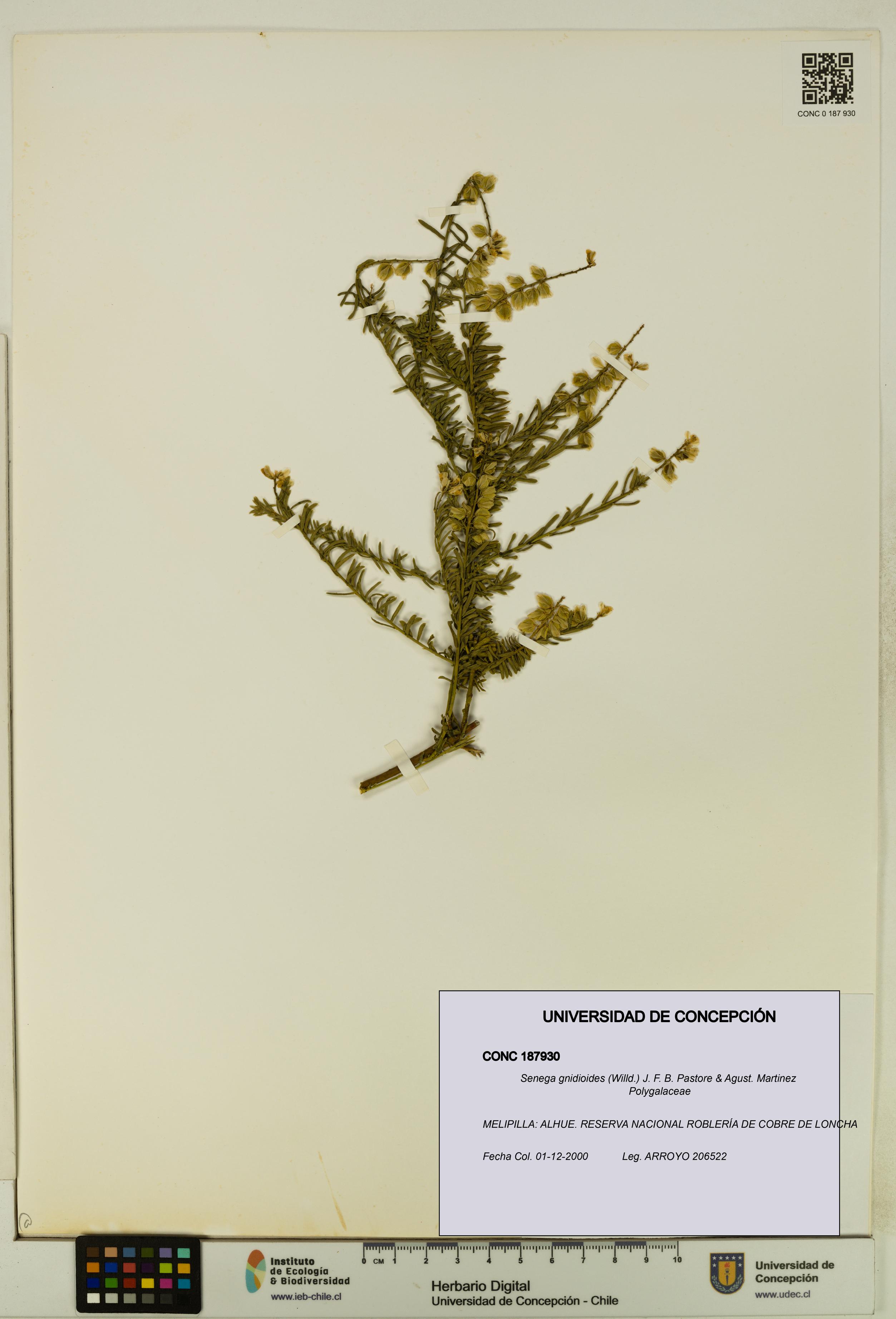 Senega gnidioides [Espécimen: UDEC:CONC:0187930]