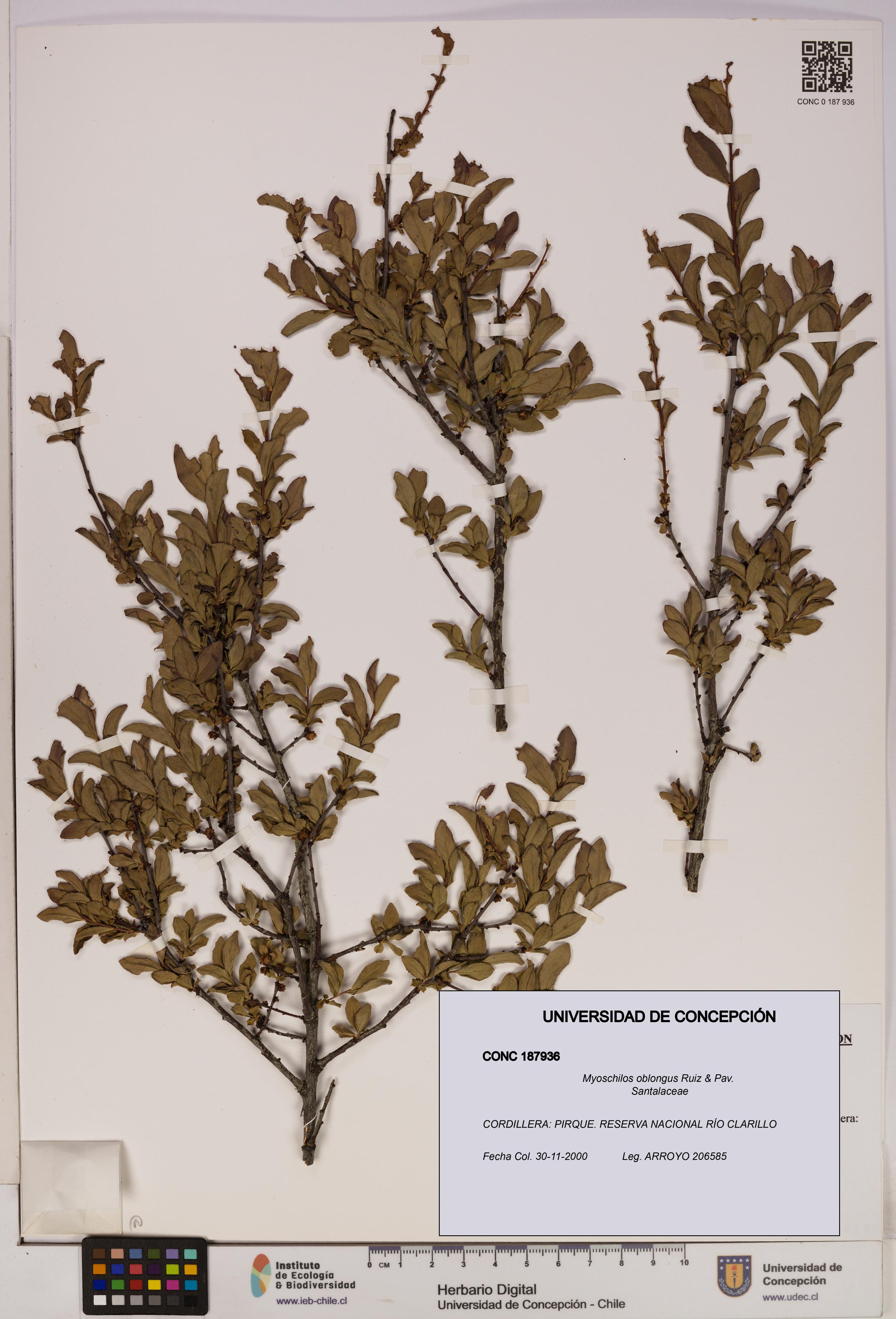 Myoschilos oblongus [Espécimen: UDEC:CONC:0187936]