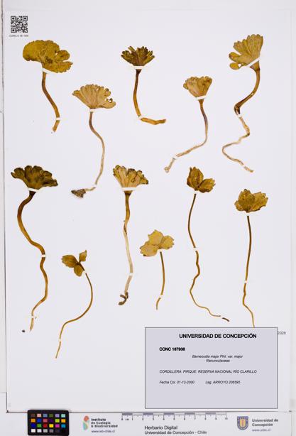 Barneoudia major var. major [Espécimen: ]