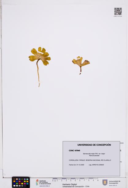 Barneoudia major var. major [Espécimen: ]