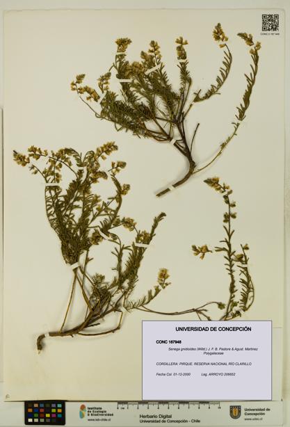 Senega gnidioides [Espécimen: UDEC:CONC:0187948]