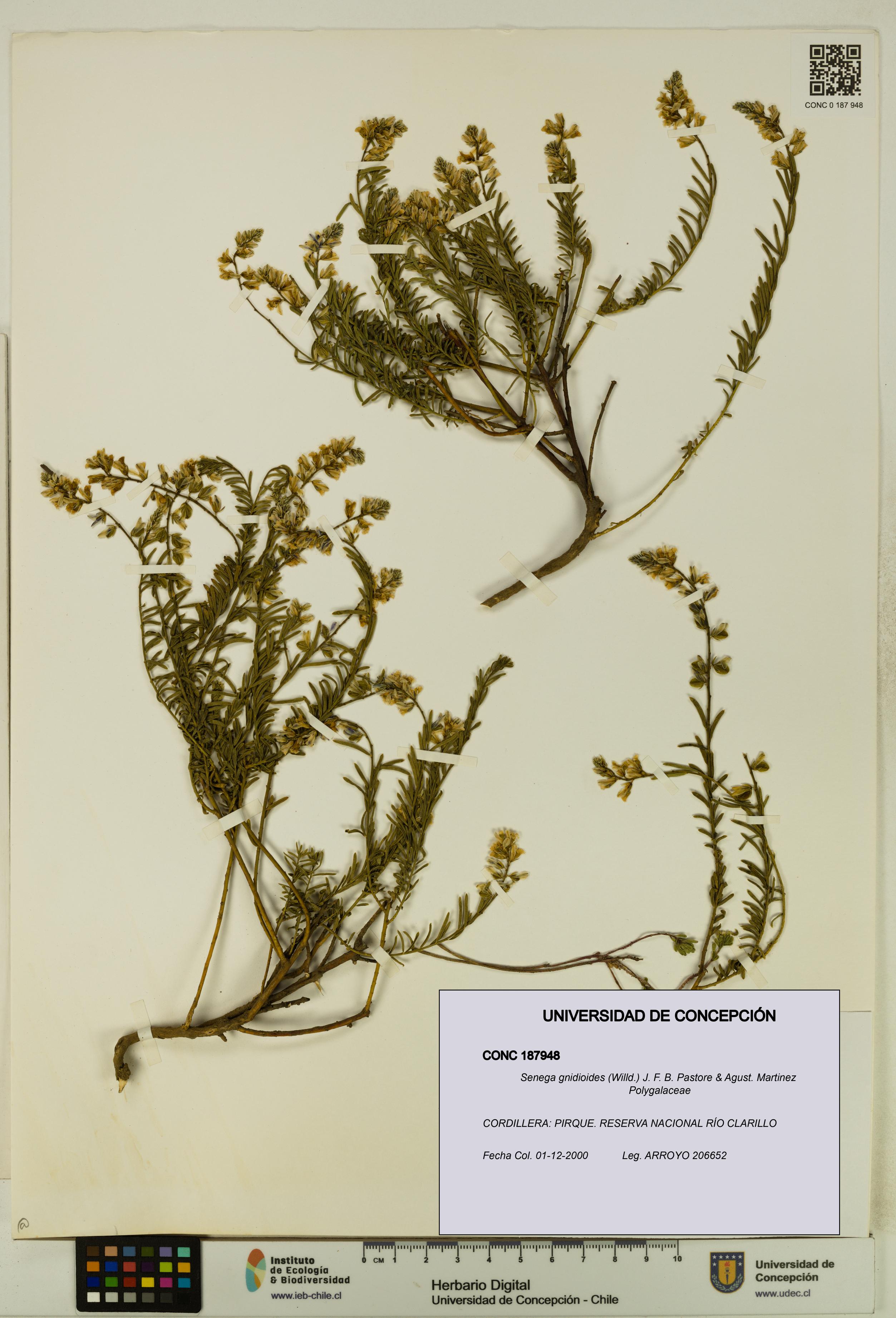 Senega gnidioides [Espécimen: UDEC:CONC:0187948]