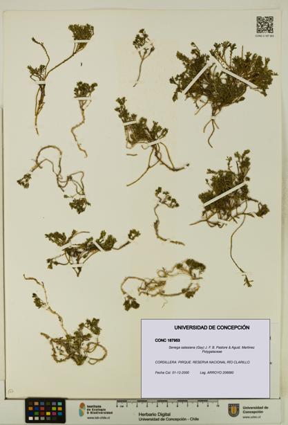 Senega salasiana [Espécimen: UDEC:CONC:0187953]