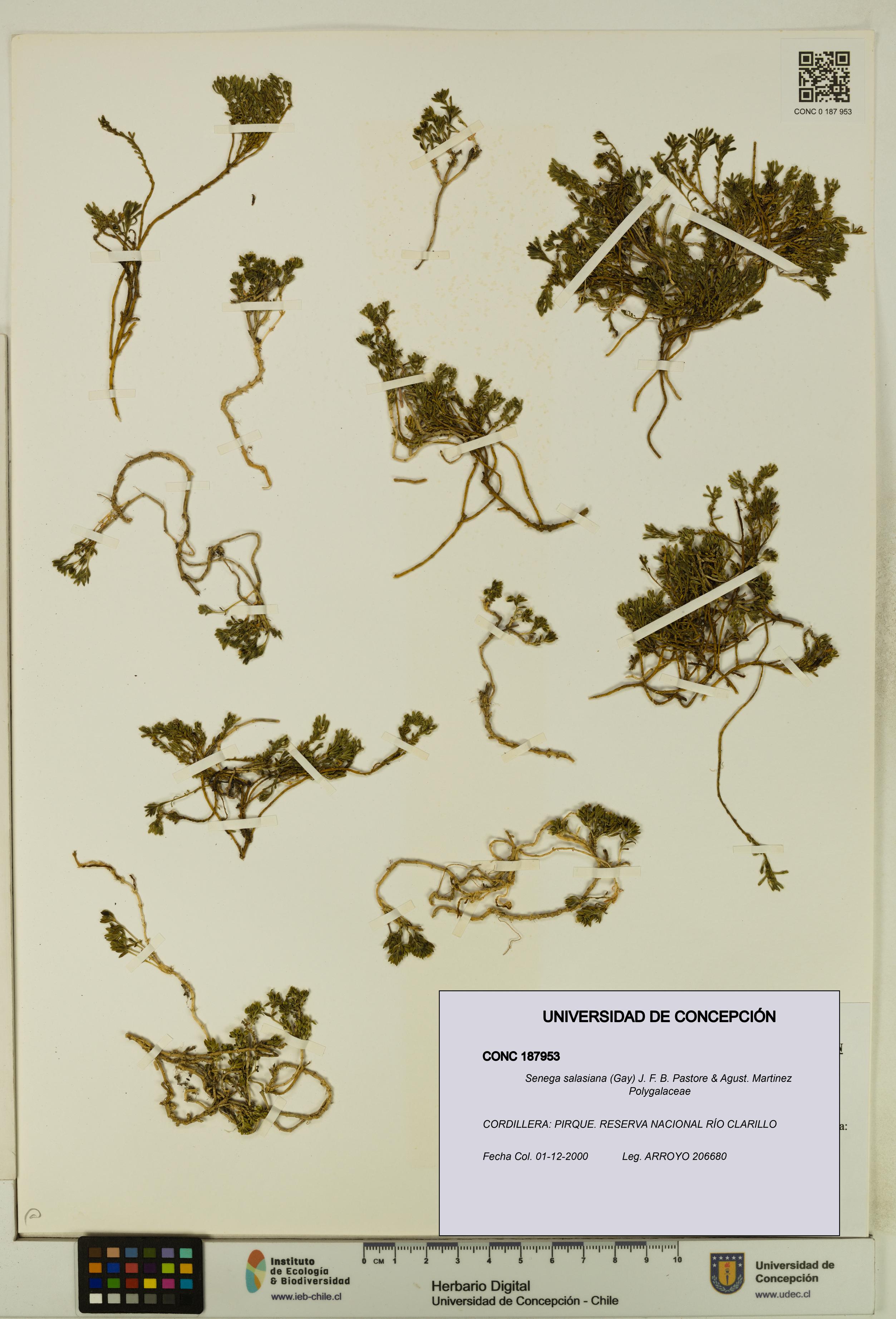 Senega salasiana [Espécimen: UDEC:CONC:0187953]