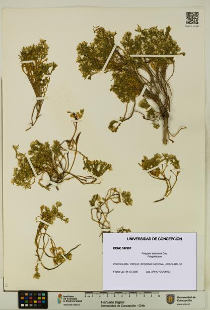 Polygala salasiana [Espécimen: UDEC:CONC:0187957]