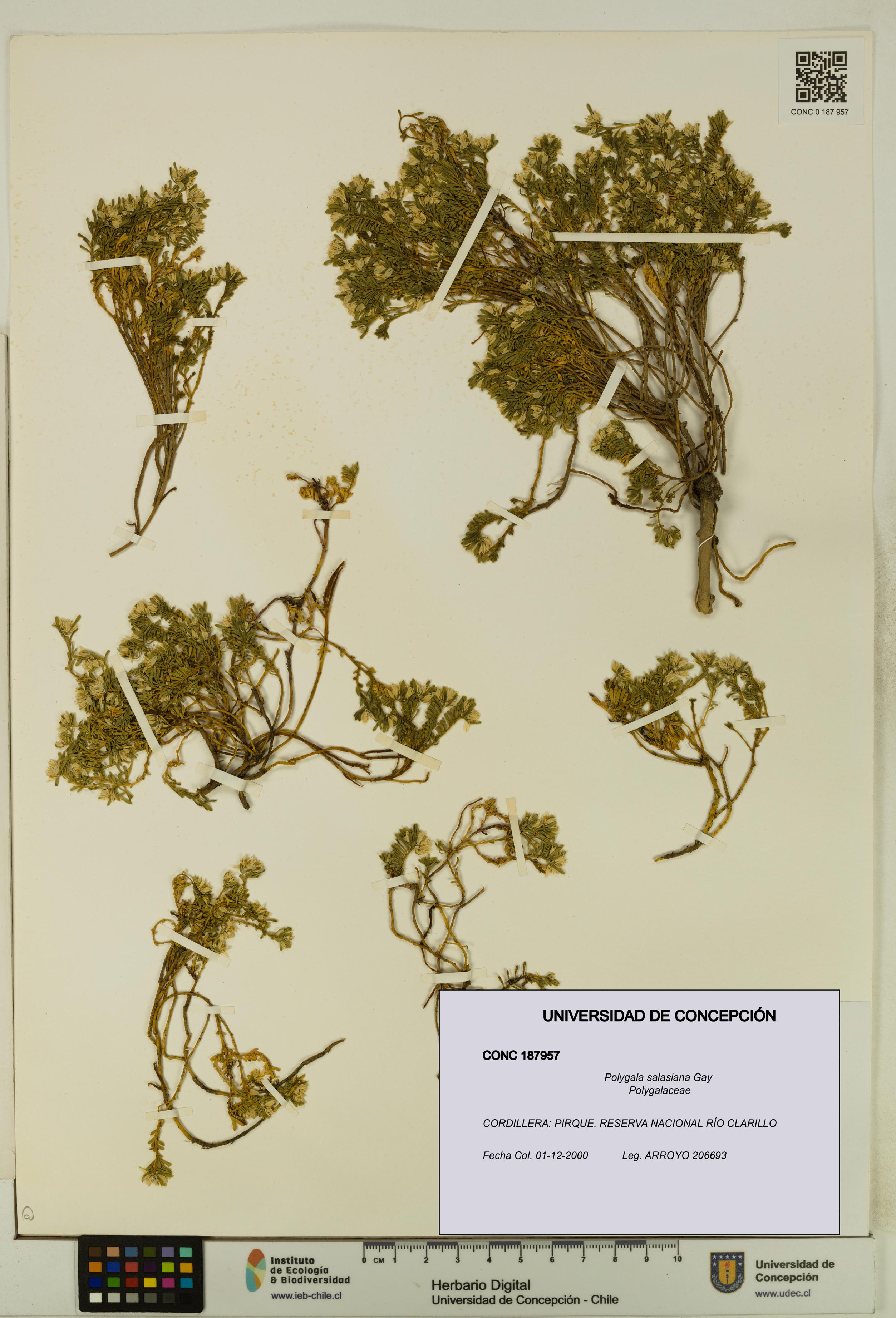 Polygala salasiana [Espécimen: UDEC:CONC:0187957]