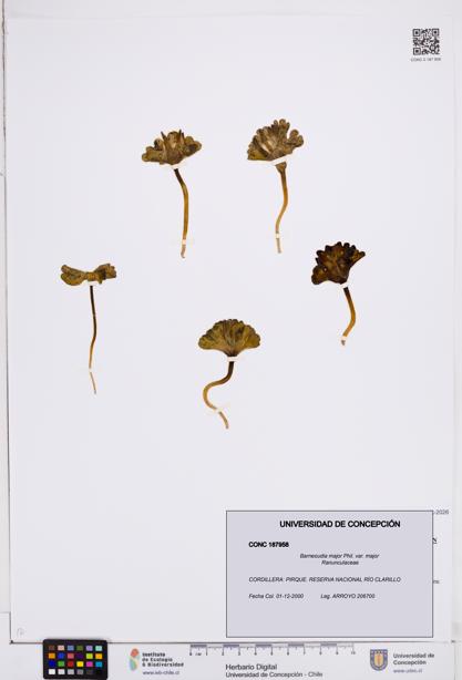 Barneoudia major var. major [Espécimen: ]
