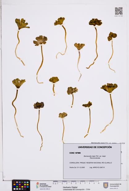 Barneoudia major var. major [Espécimen: ]
