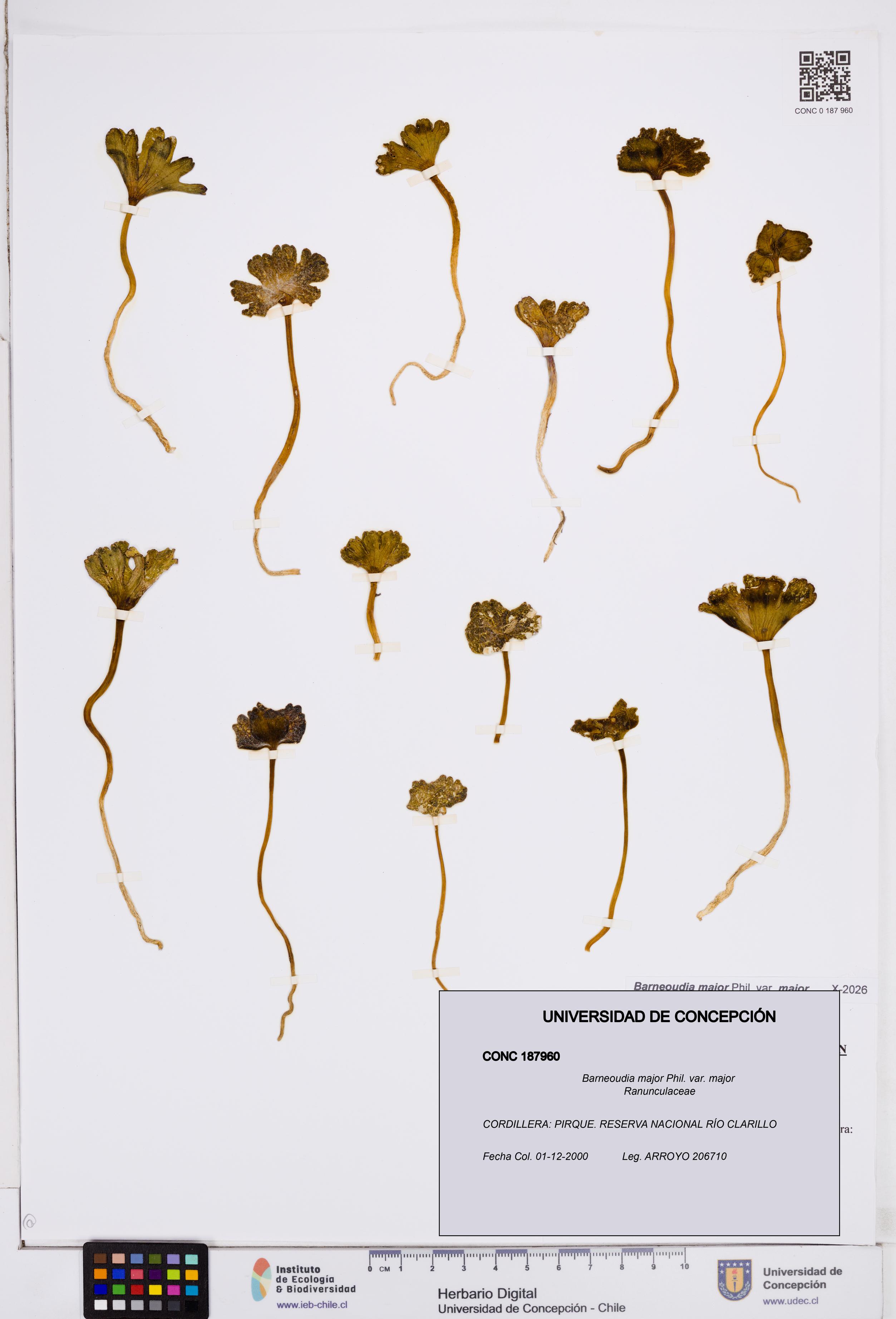 Barneoudia major var. major [Espécimen: ]