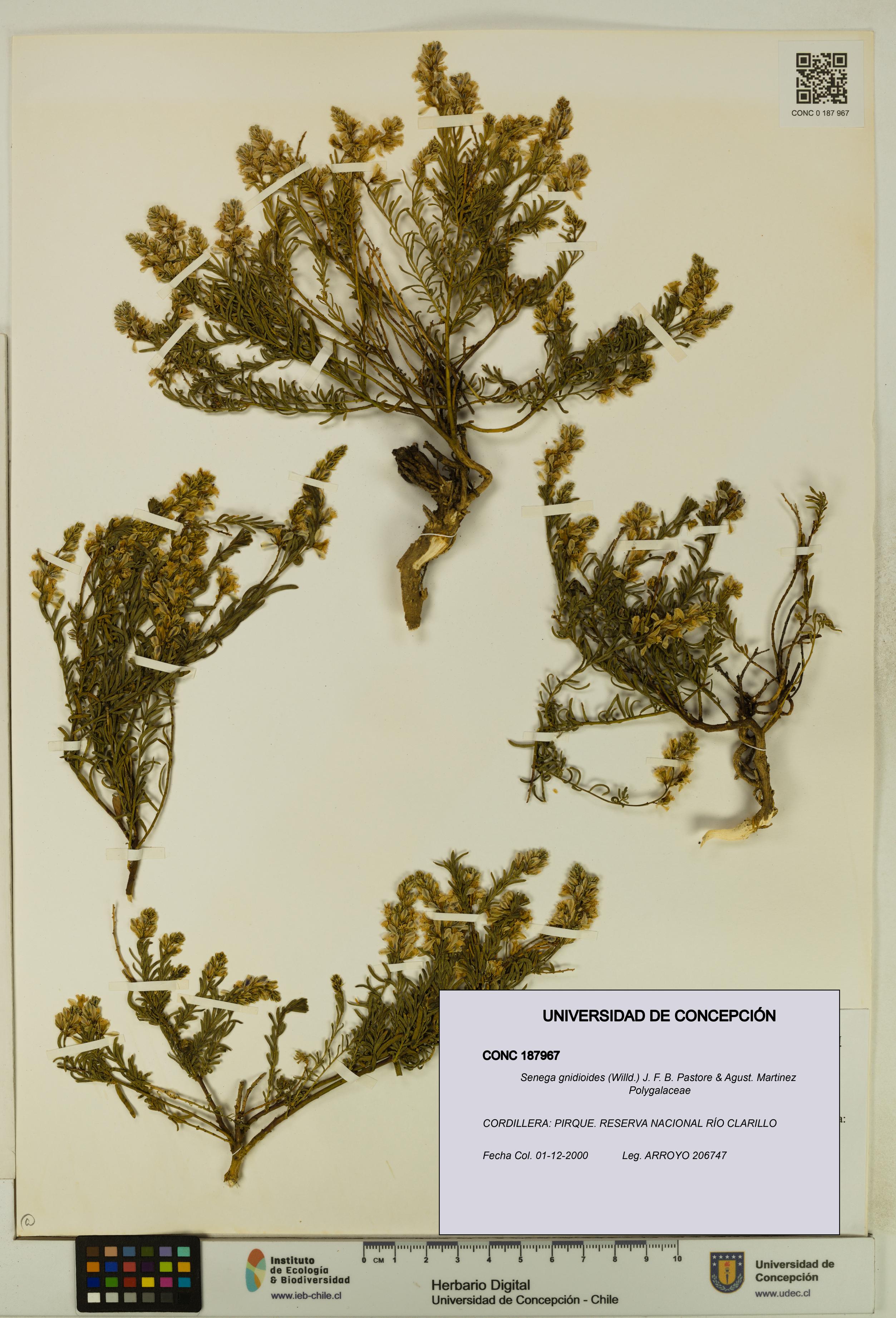 Senega gnidioides [Espécimen: UDEC:CONC:0187967]