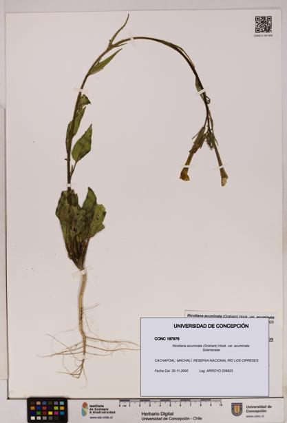 Nicotiana acuminata [Espécimen: UDEC:CONC:0187976]