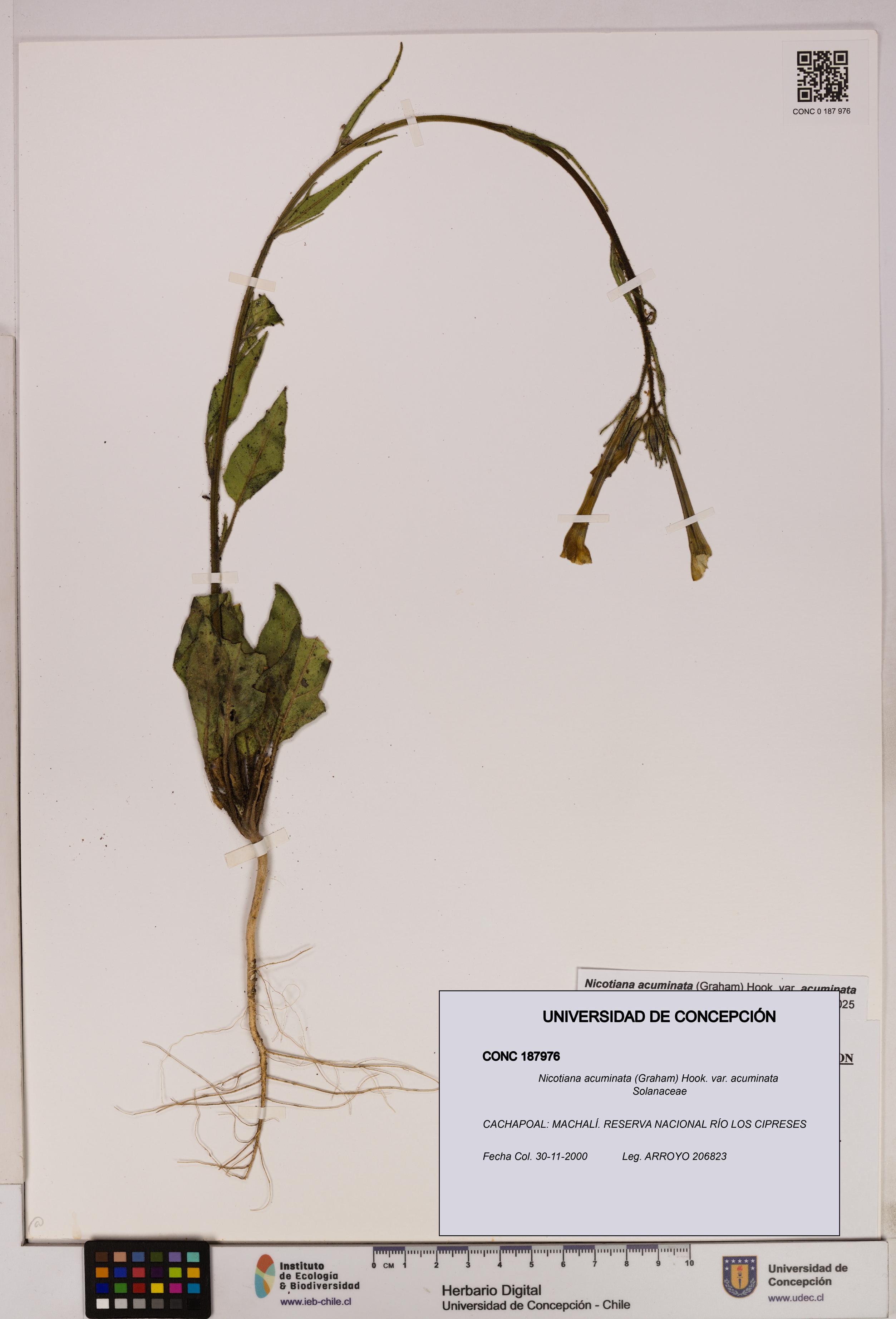 Nicotiana acuminata [Espécimen: UDEC:CONC:0187976]