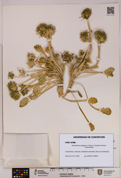 Gamocarpha scapigera [Espécimen: UDEC:CONC:0187982]