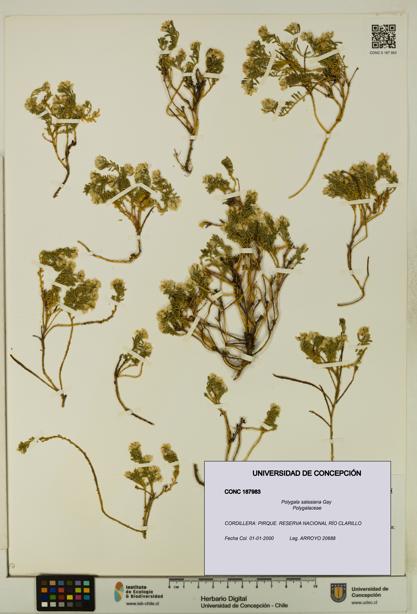 Polygala salasiana [Espécimen: UDEC:CONC:0187983]