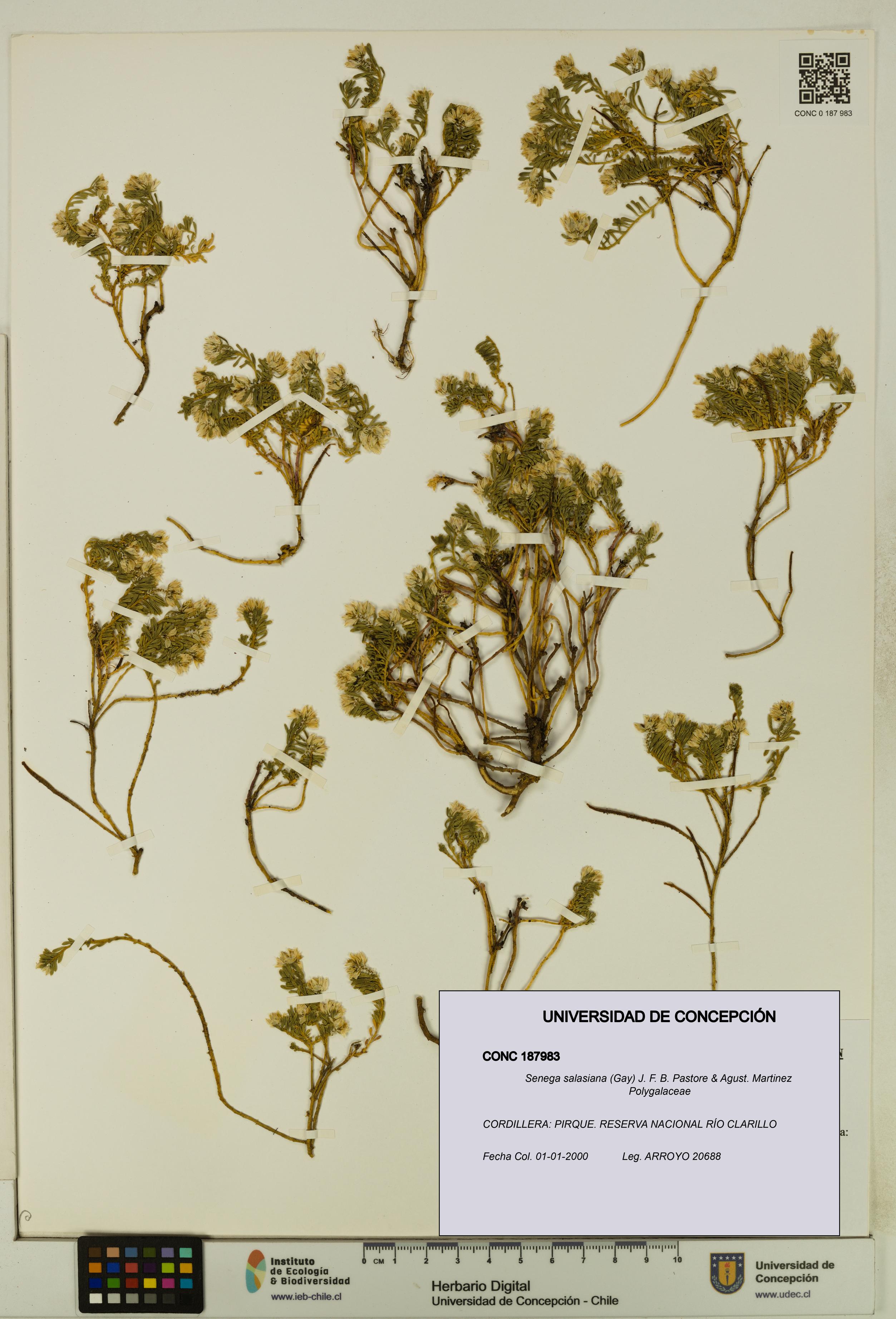 Senega salasiana [Espécimen: UDEC:CONC:0187983]