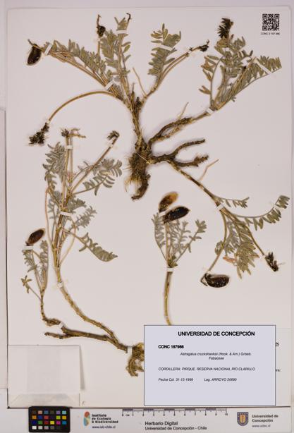 Astragalus cruckshanksii [Espécimen: UDEC:CONC:0187986]