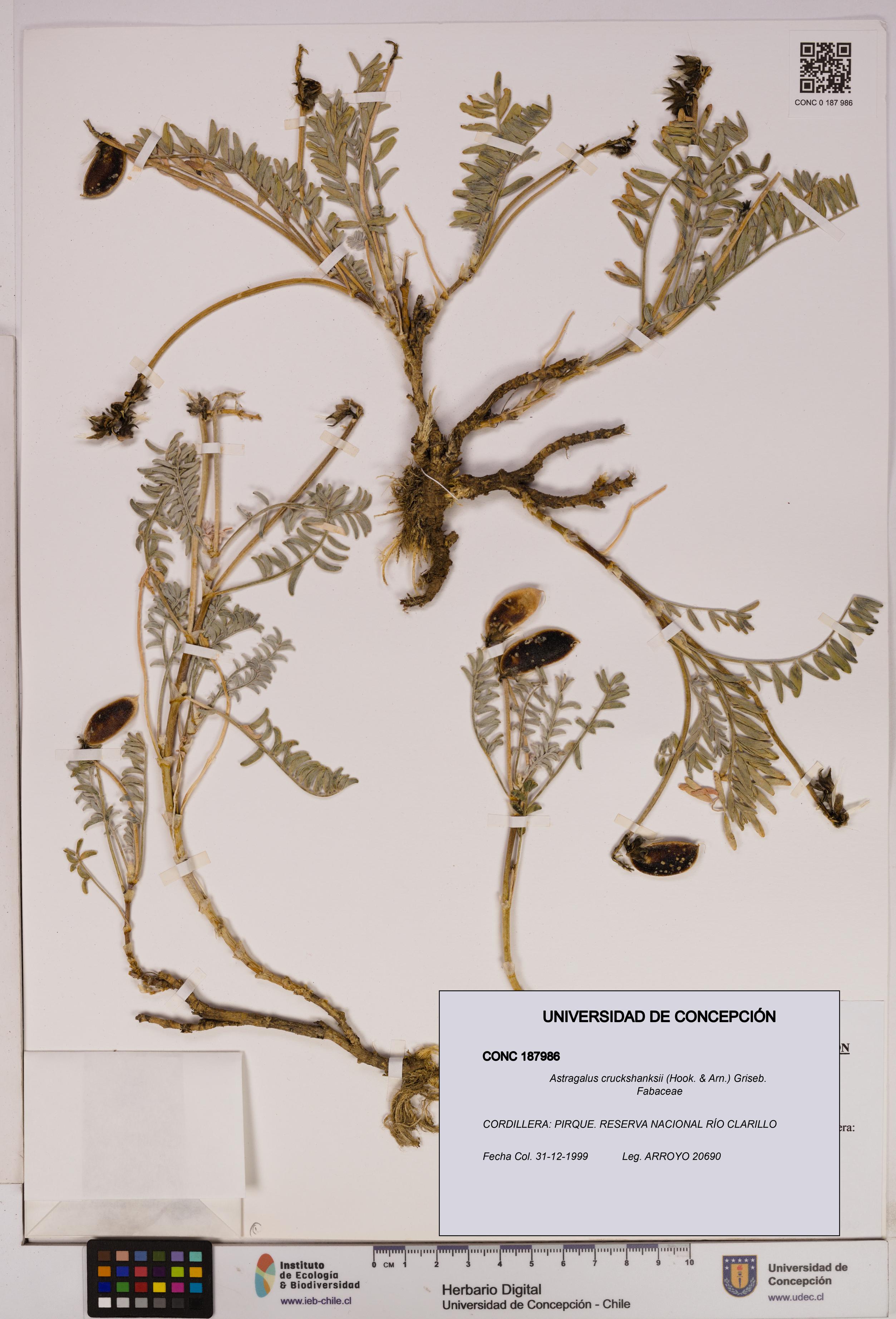 Astragalus cruckshanksii [Espécimen: UDEC:CONC:0187986]