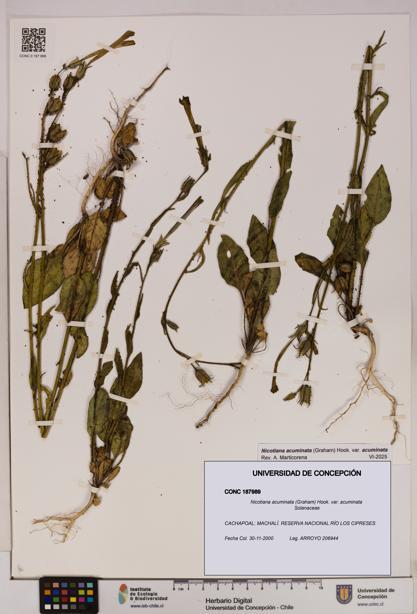 Nicotiana acuminata [Espécimen: UDEC:CONC:0187989]