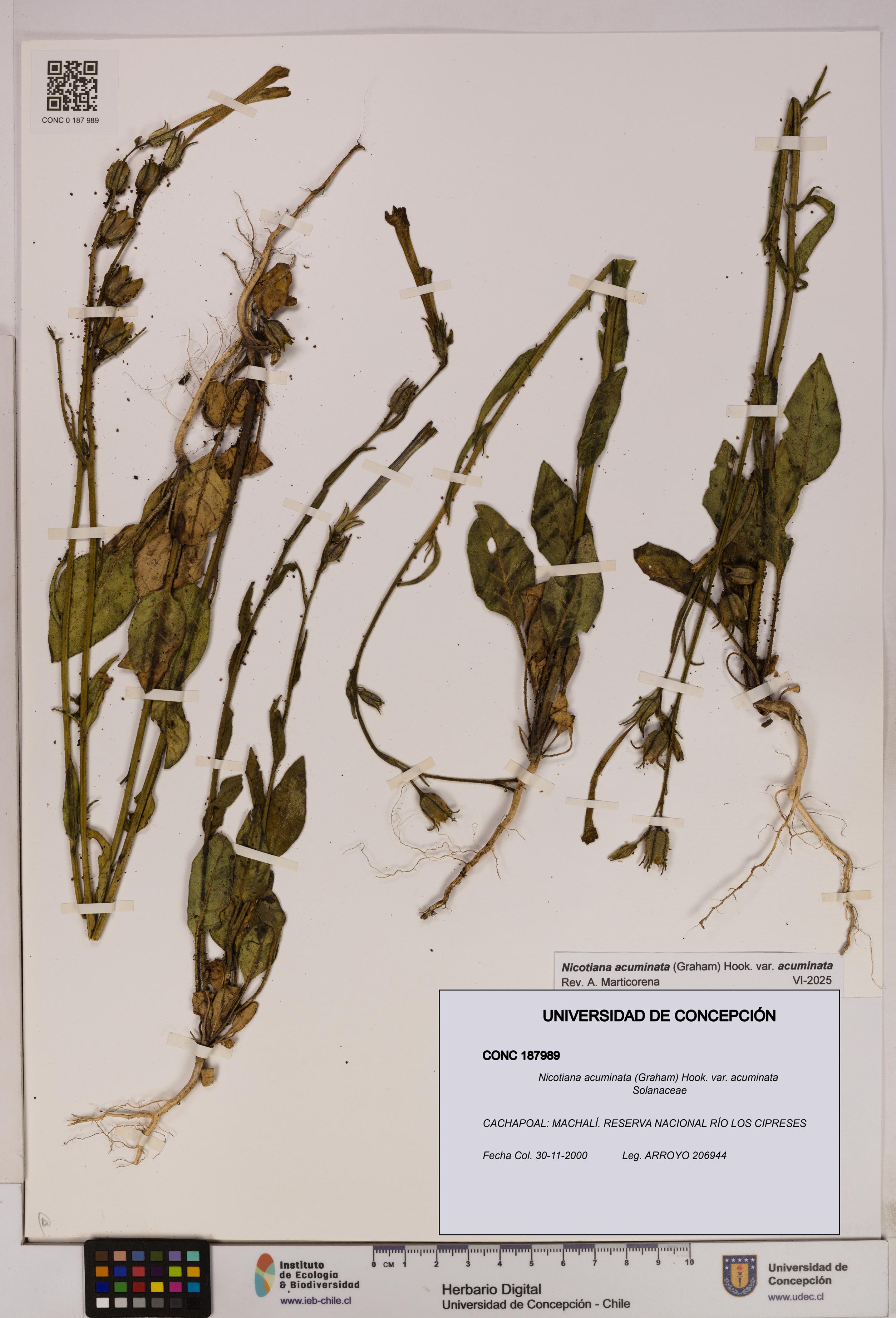 Nicotiana acuminata [Espécimen: UDEC:CONC:0187989]