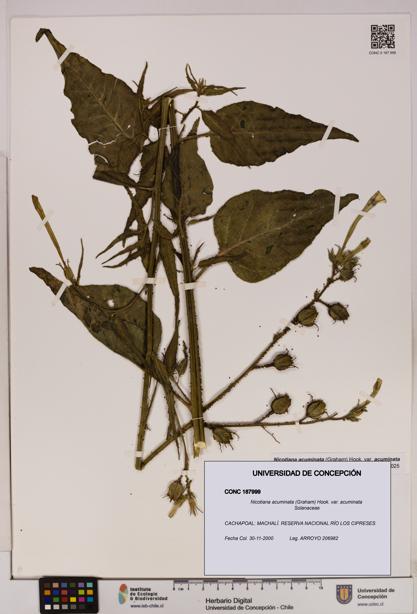 Nicotiana acuminata [Espécimen: UDEC:CONC:0187999]