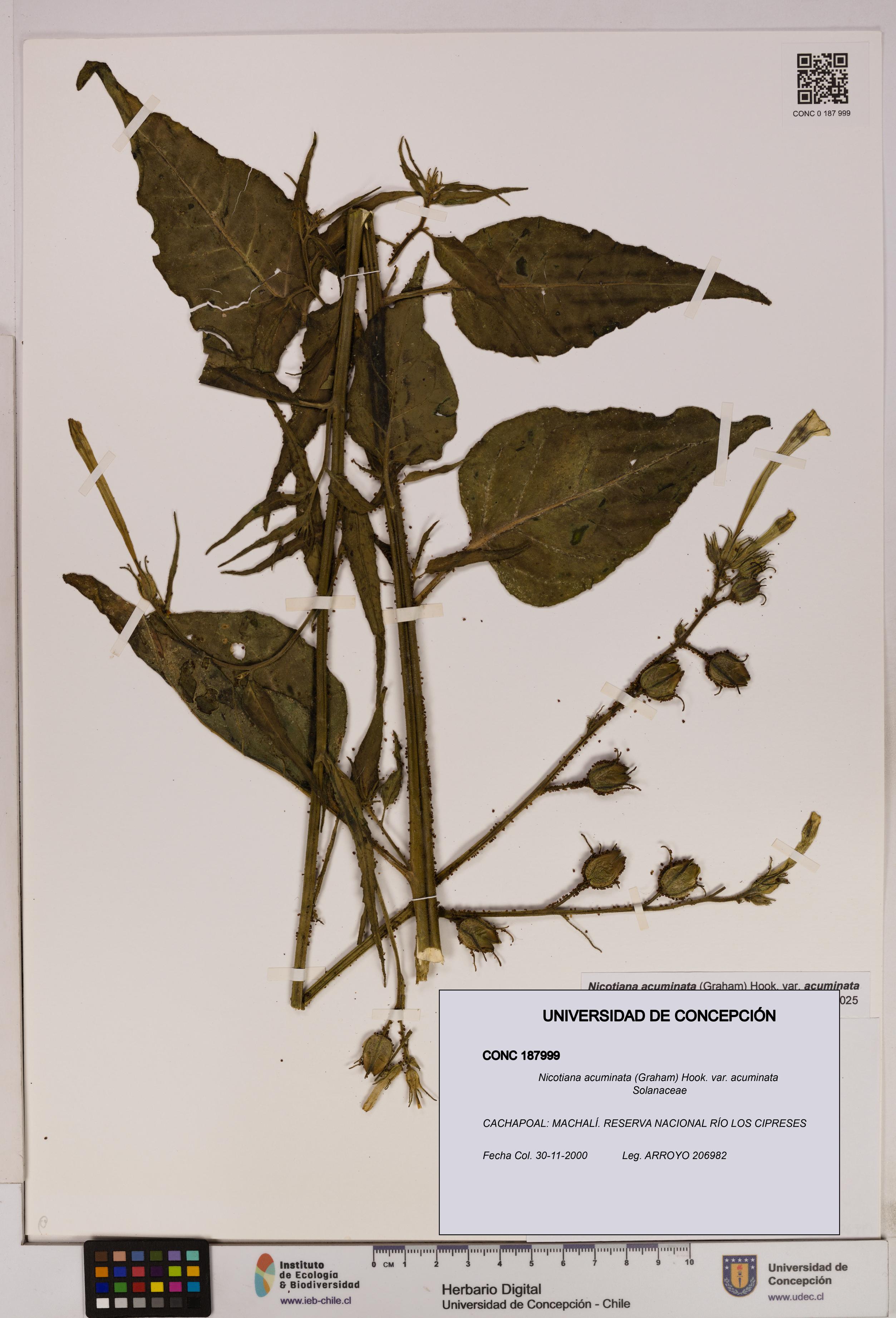 Nicotiana acuminata [Espécimen: UDEC:CONC:0187999]