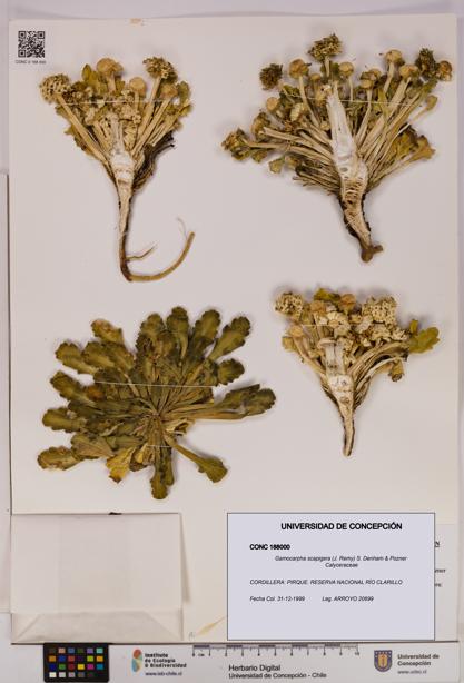 Gamocarpha scapigera [Espécimen: UDEC:CONC:0188000]