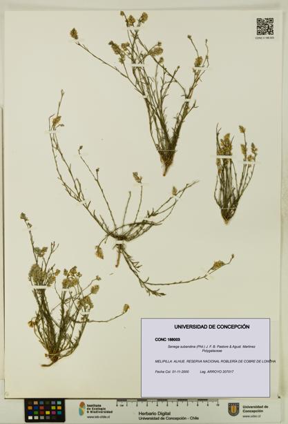 Senega subandina [Espécimen: UDEC:CONC:0188003]