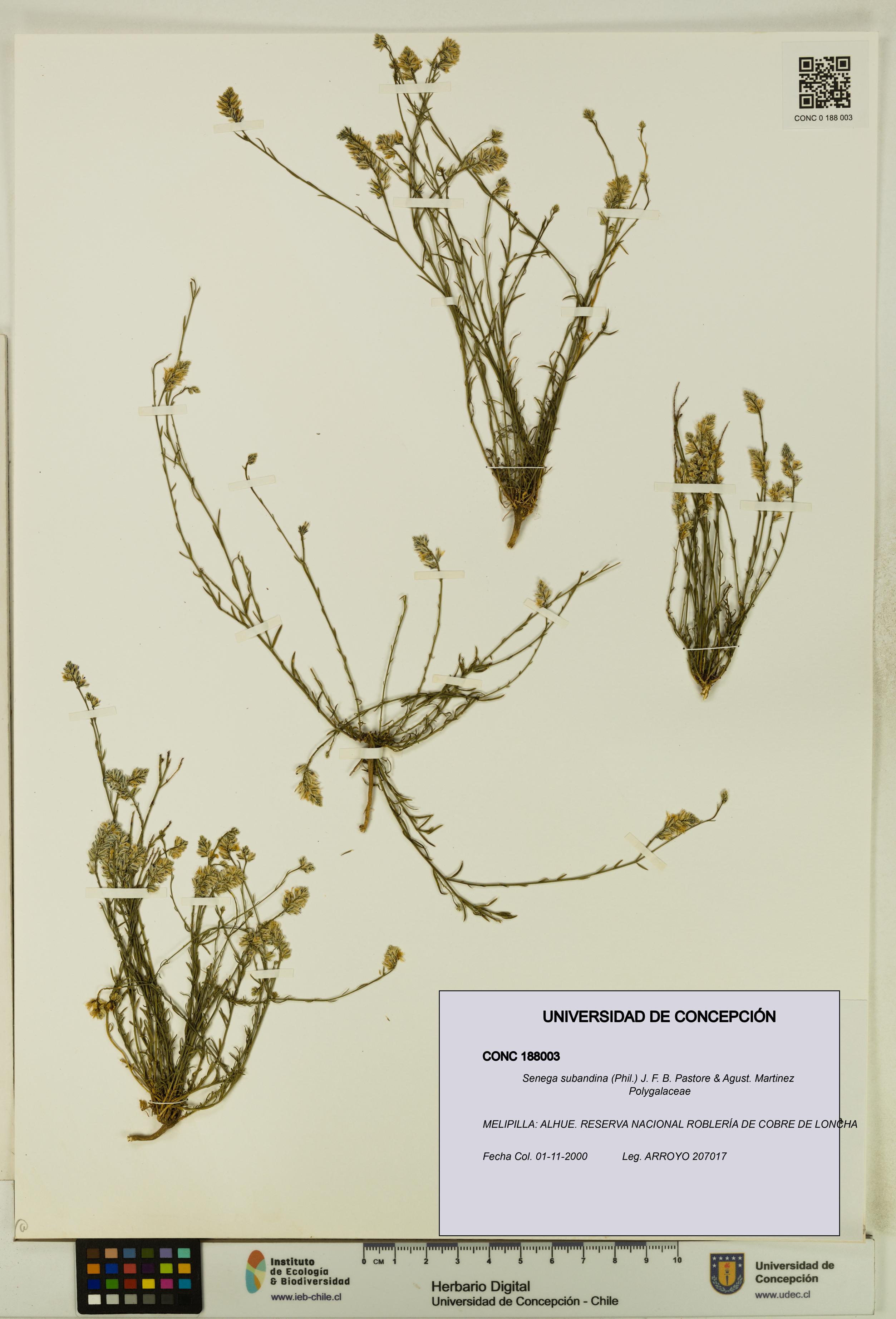 Senega subandina [Espécimen: UDEC:CONC:0188003]