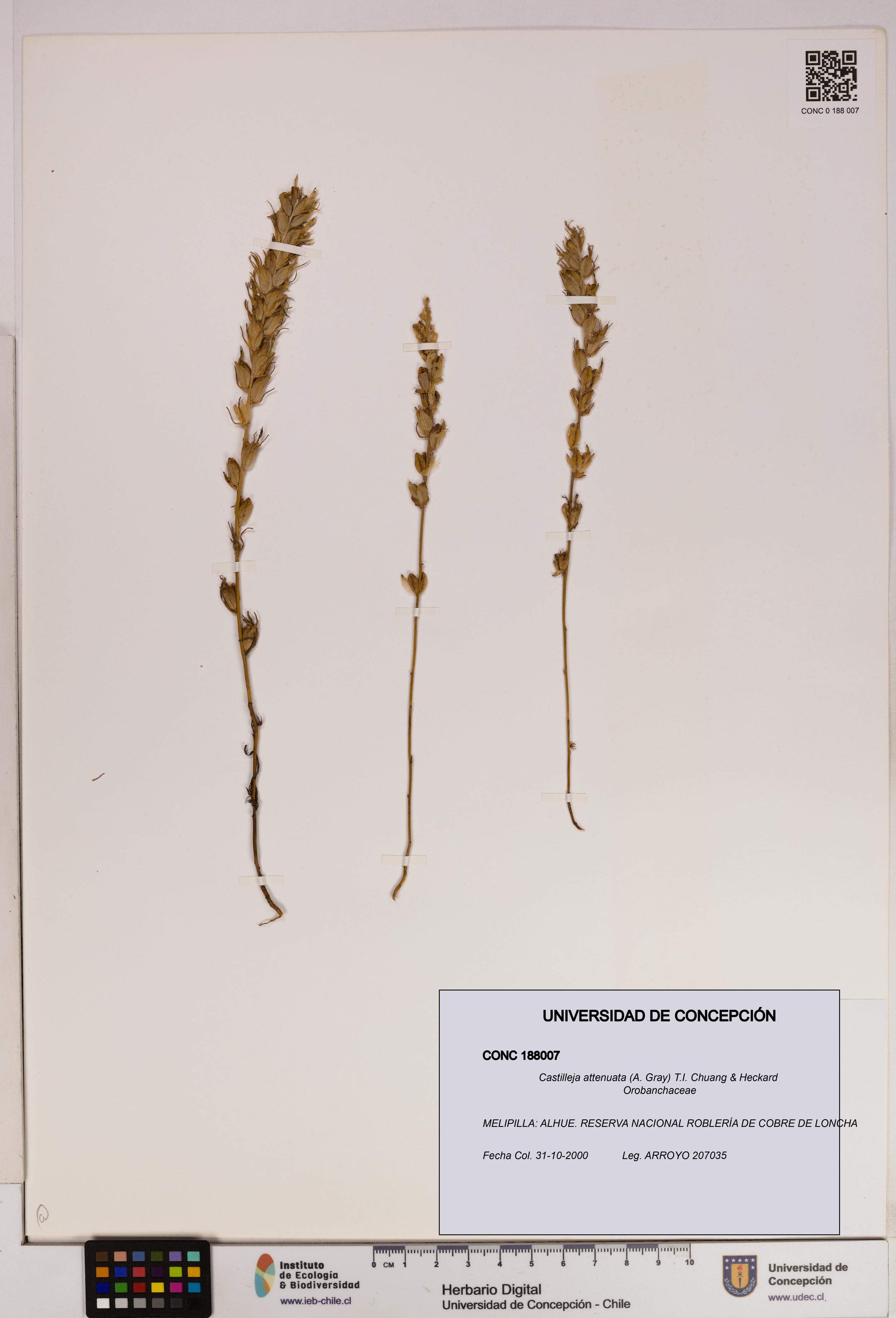 Castilleja attenuata [Espécimen: UDEC:CONC:0188007]