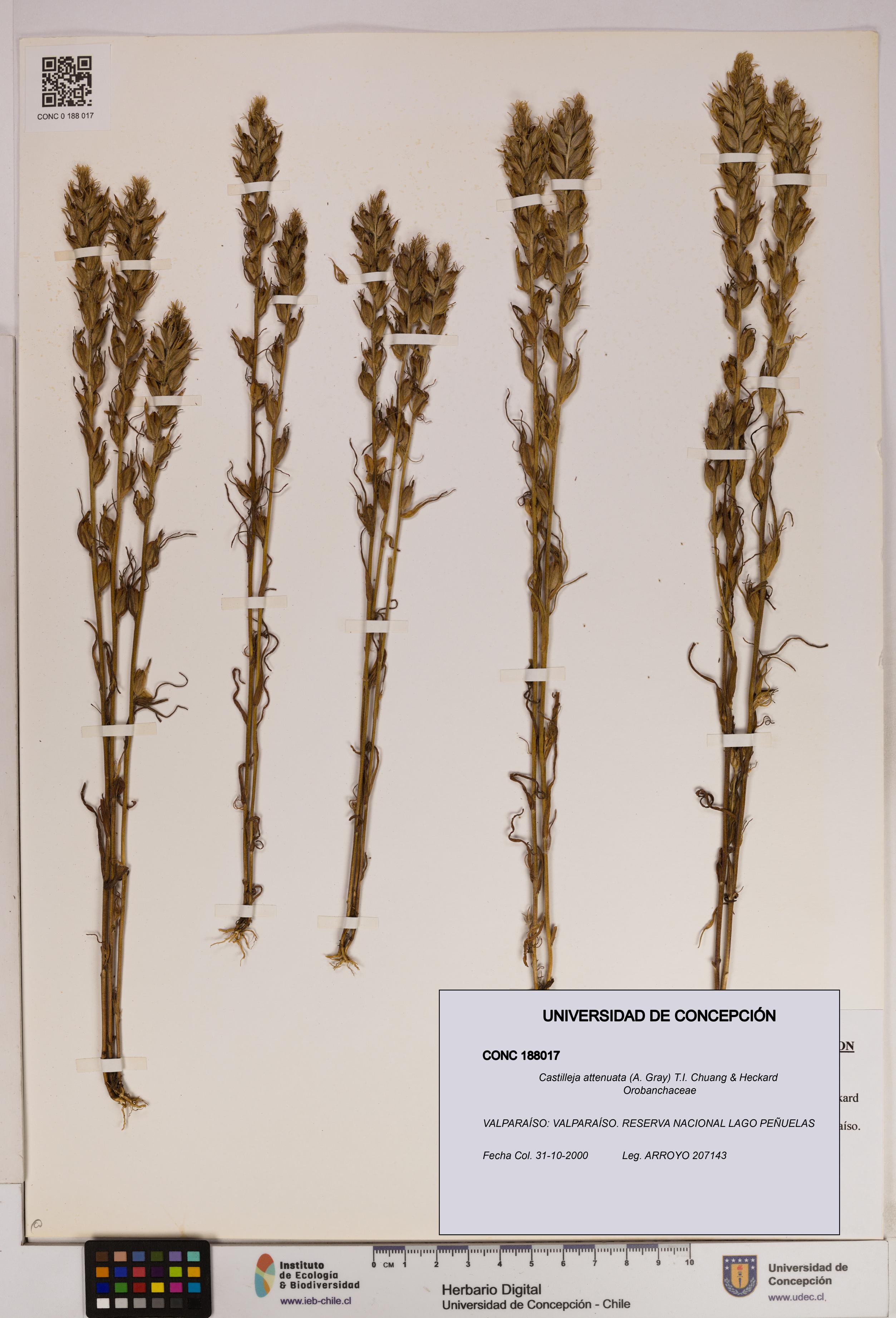 Castilleja attenuata [Espécimen: UDEC:CONC:0188017]