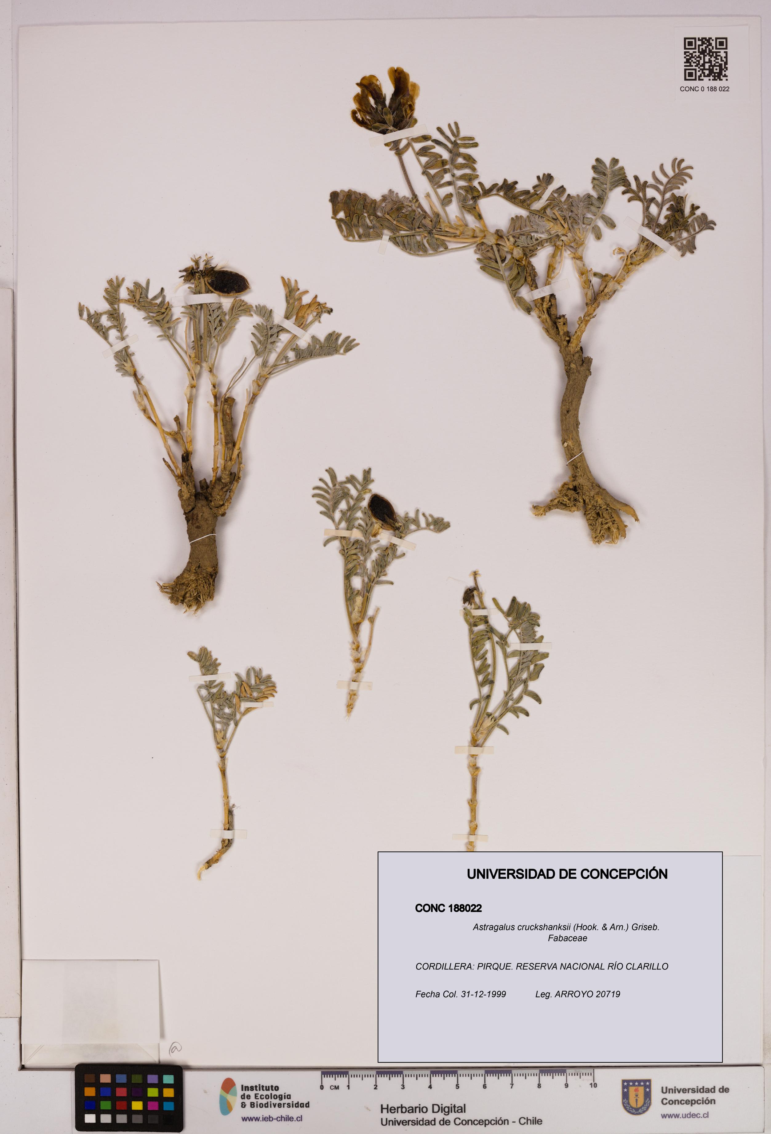 Astragalus cruckshanksii [Espécimen: UDEC:CONC:0188022]