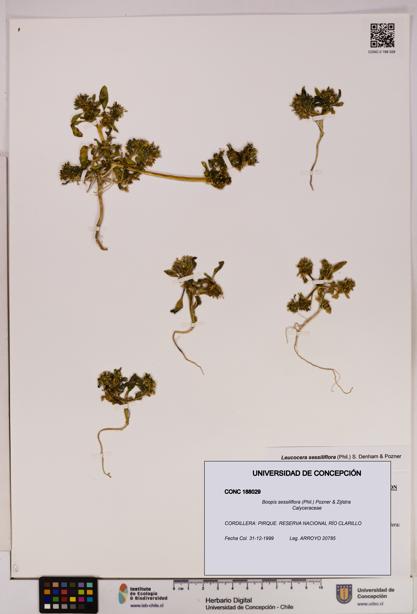 Boopis sessiliflora [Espécimen: UDEC:CONC:0188029]